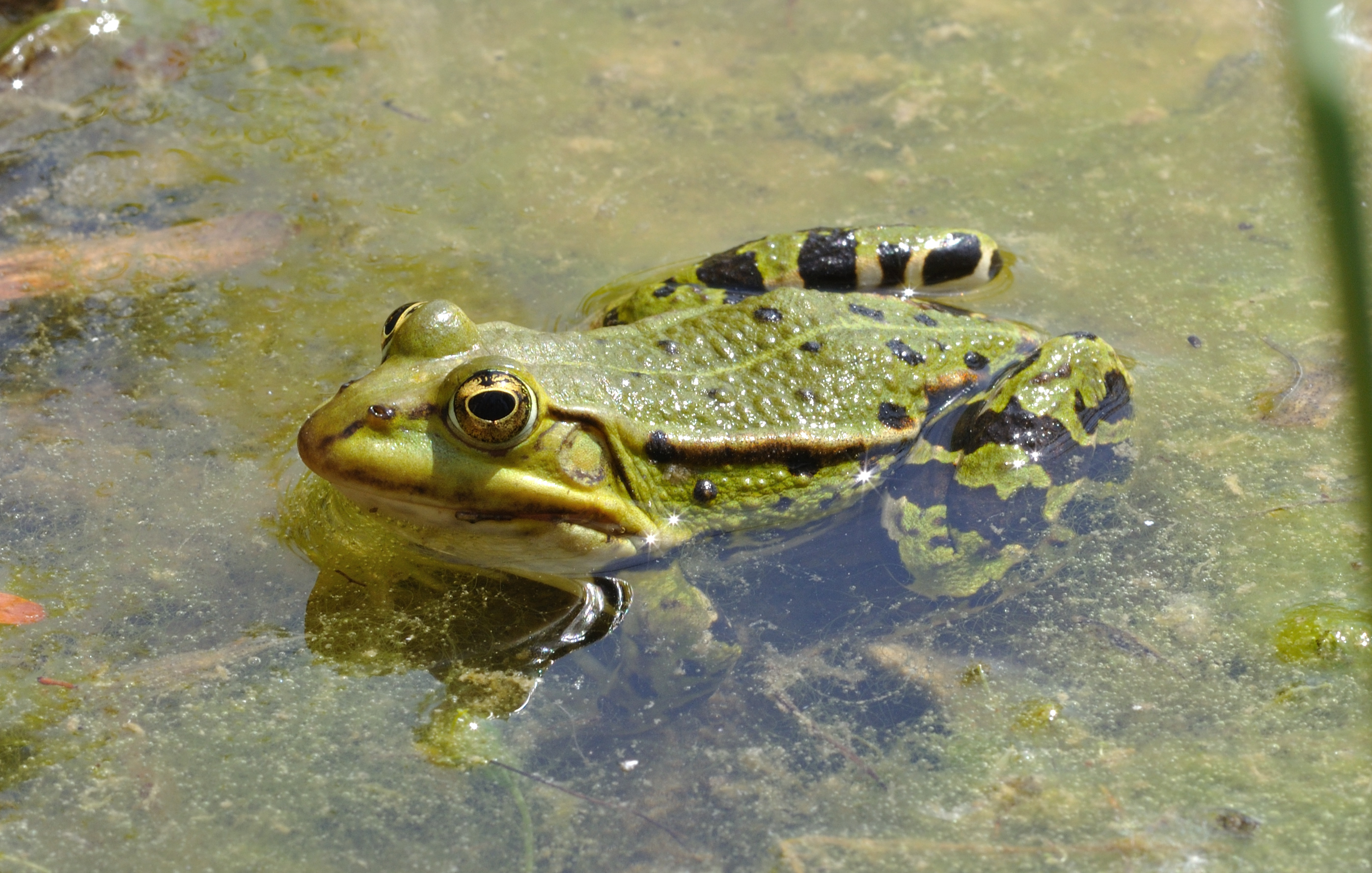 Pelophylax ridibundus qtl5