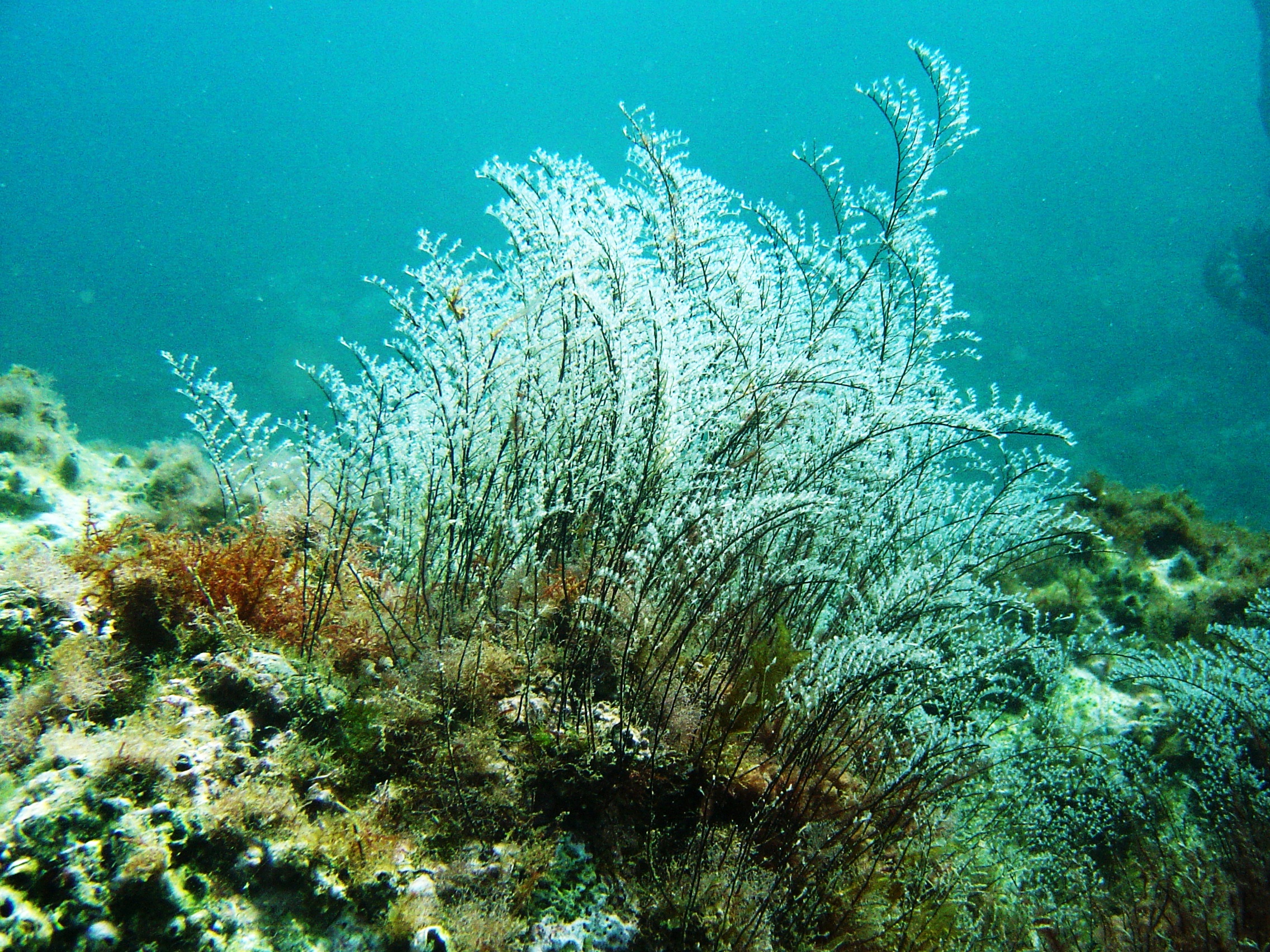 Pennaria disticha Scarpone 001
