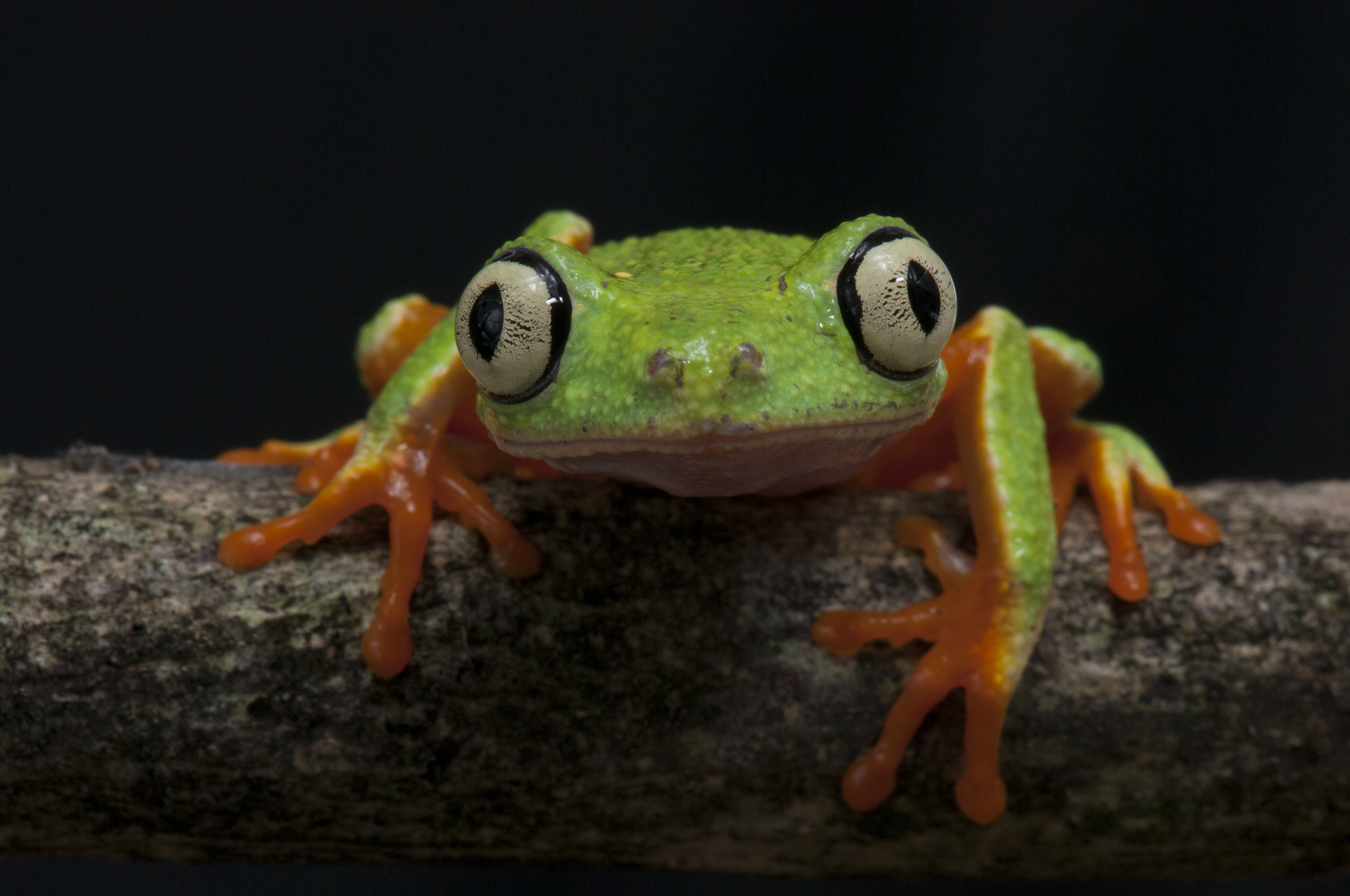 Perereca - verde - Agalychnis aspera