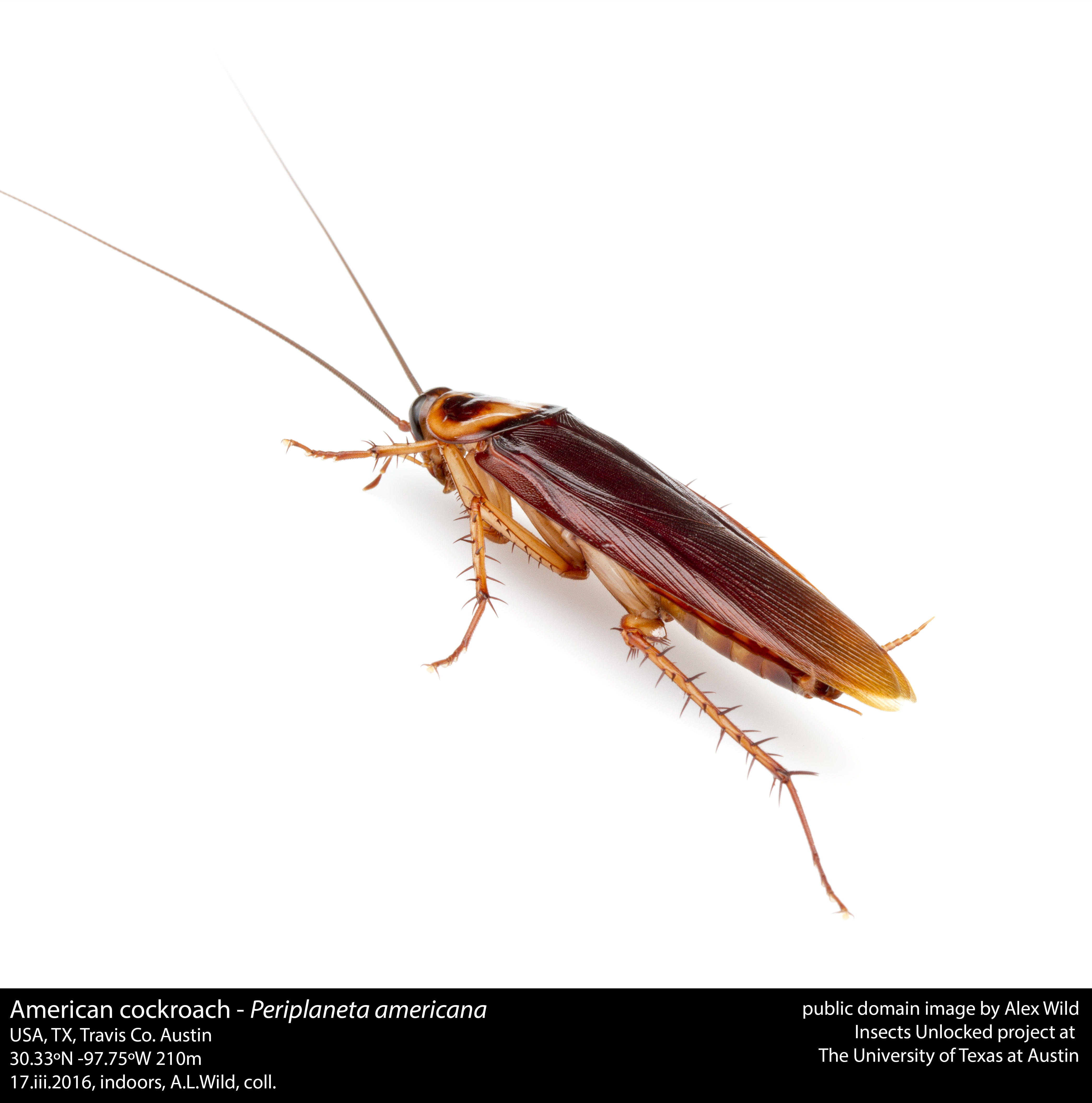 Periplaneta americana - American cockroach (25765232092)