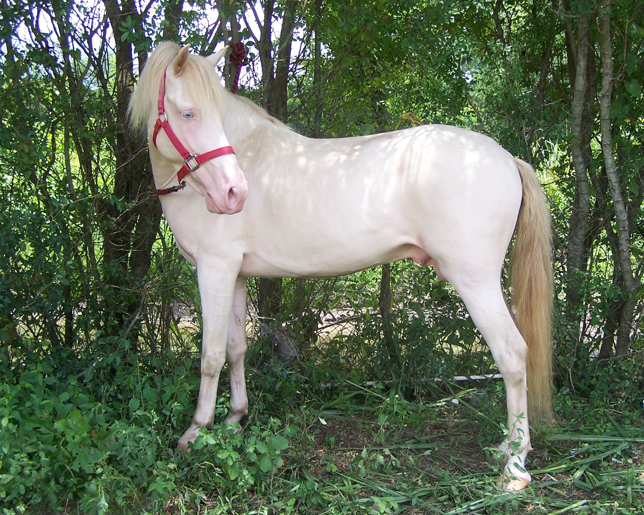 Perlino-color-horse-100 6908