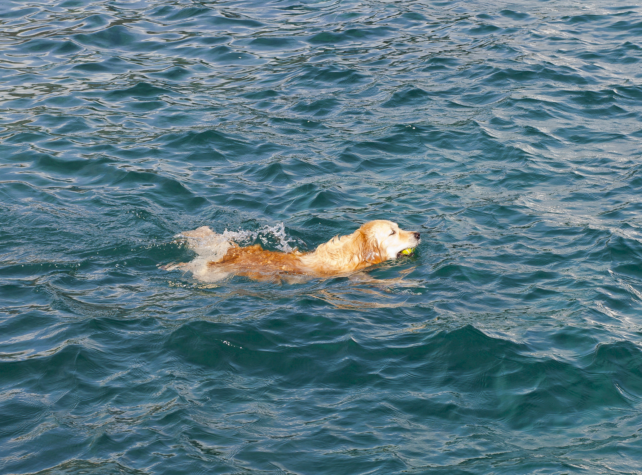 Perro nadador, Santa Cruz de Tenerife, España, 2012-12-15, DD 01