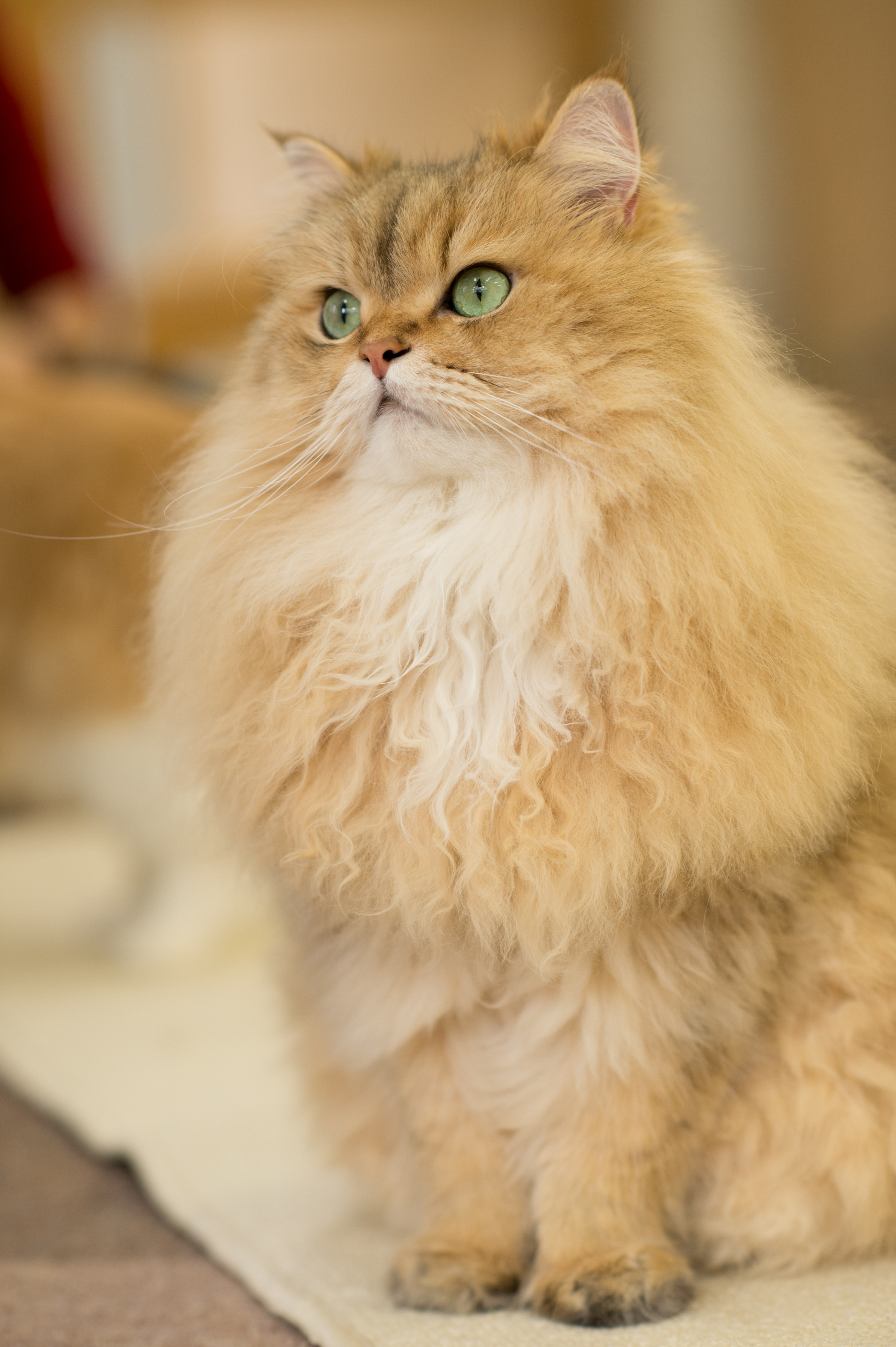 Persian in Cat Cafe