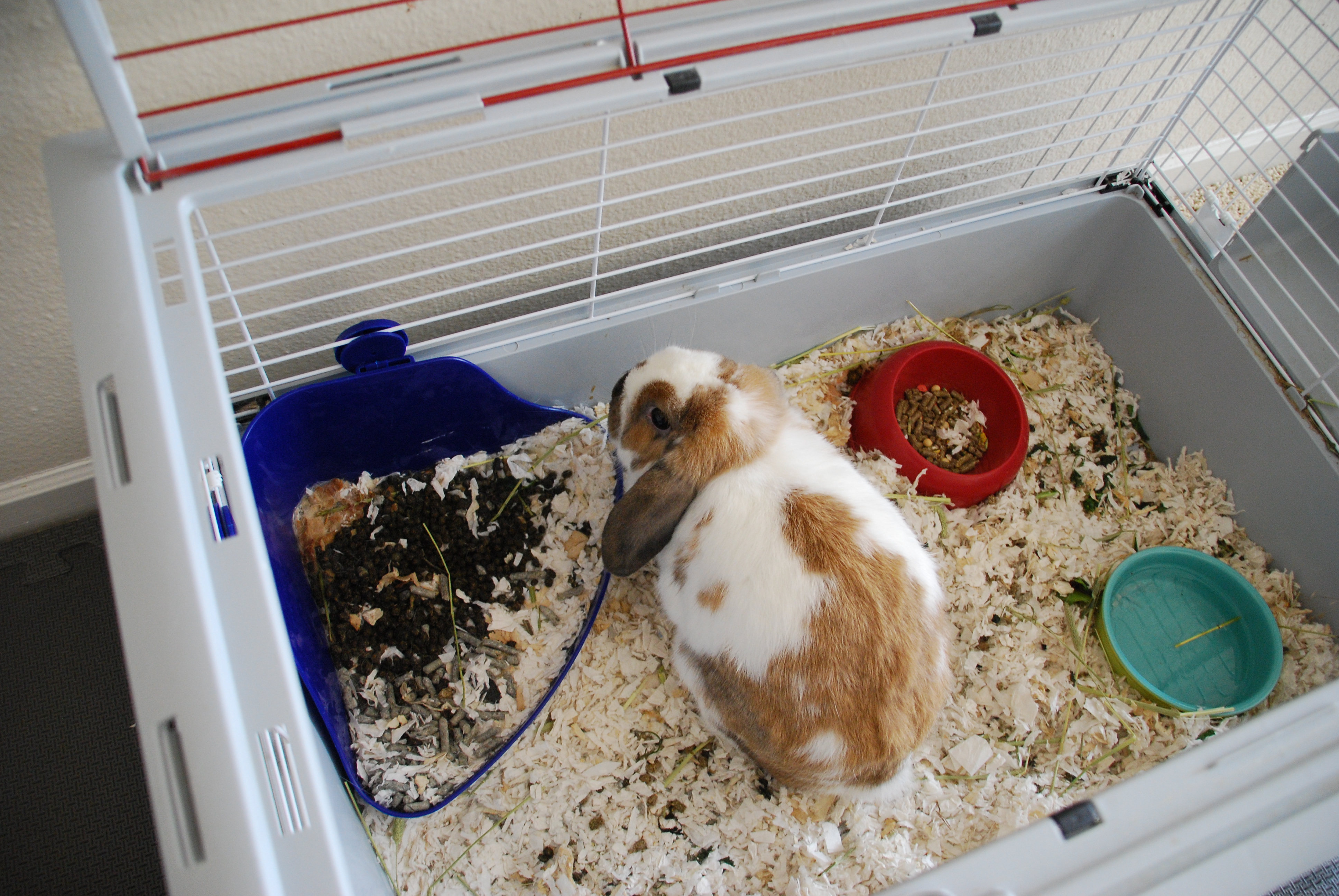 Pet Rabbits 5 2014-02-11