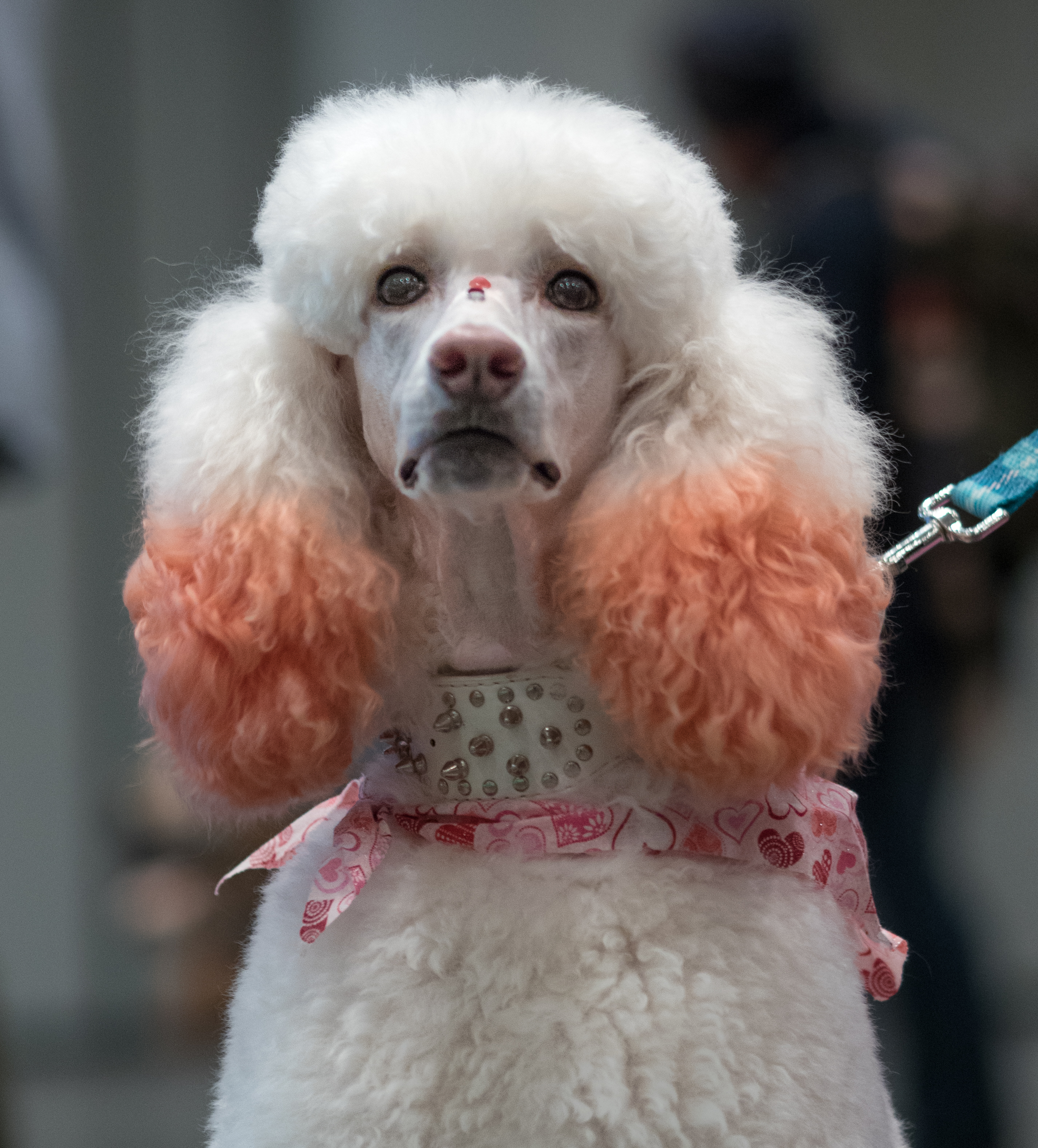 Petcon (80977)