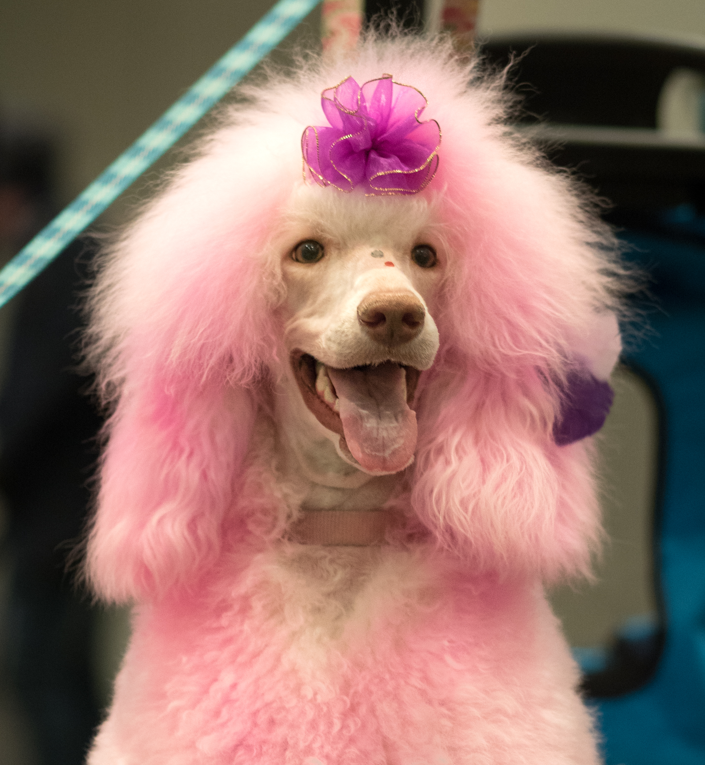 Petcon (80986)a