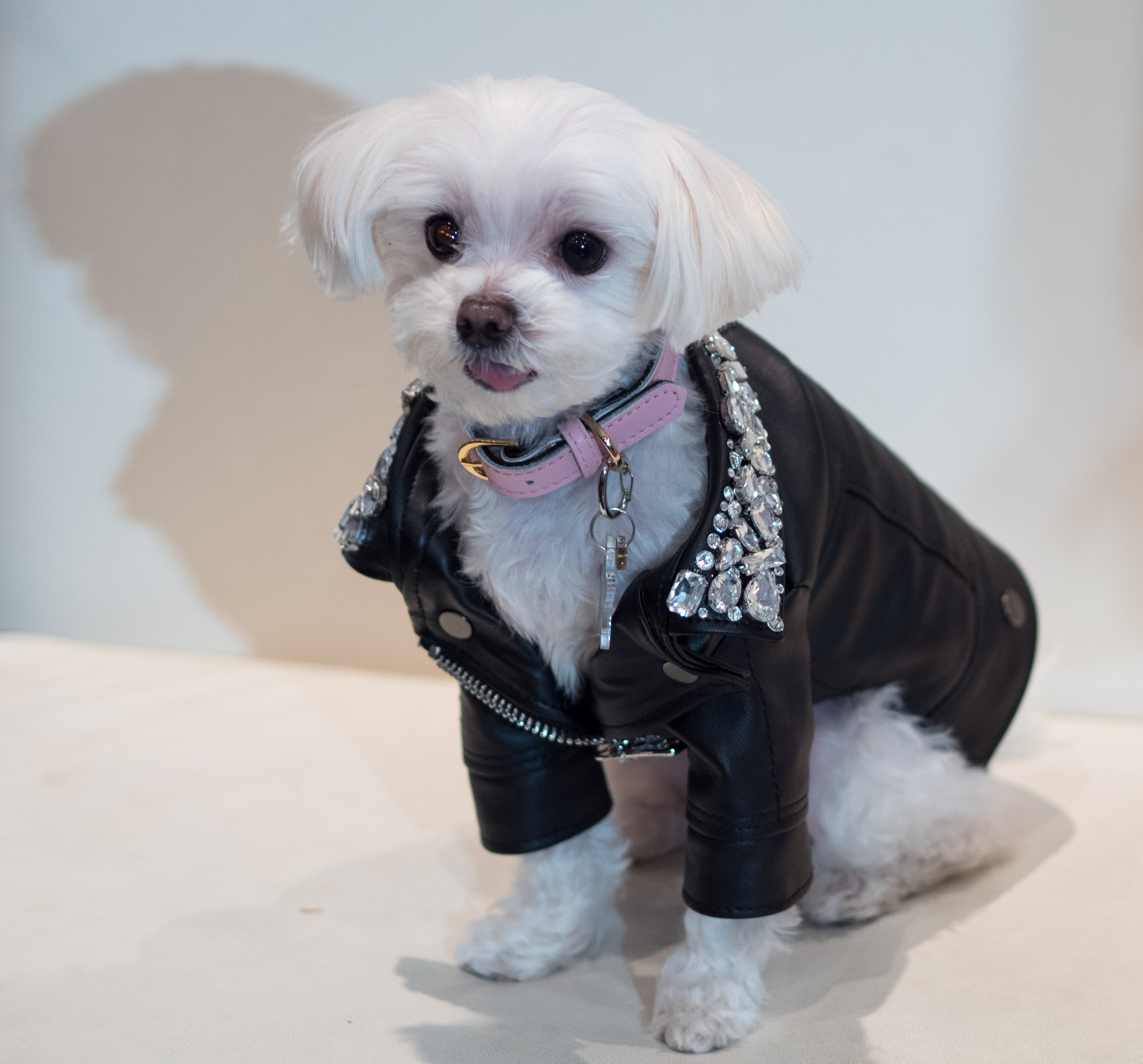 Petcon (81408)