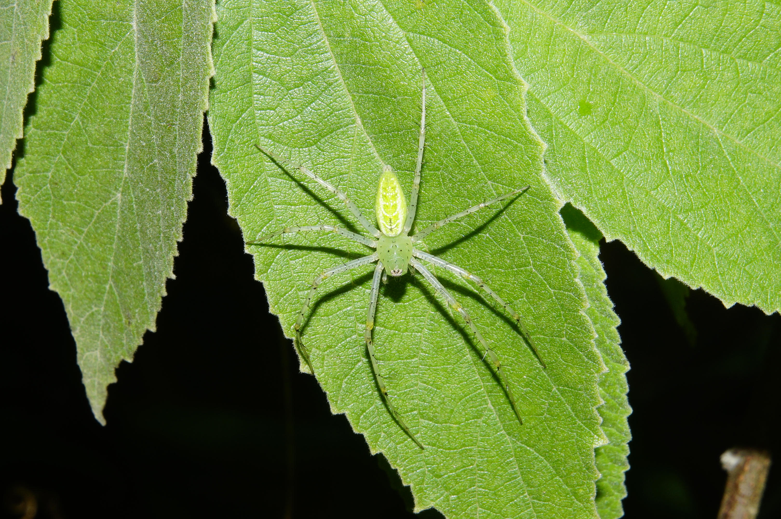 Peucetia viridana 7033