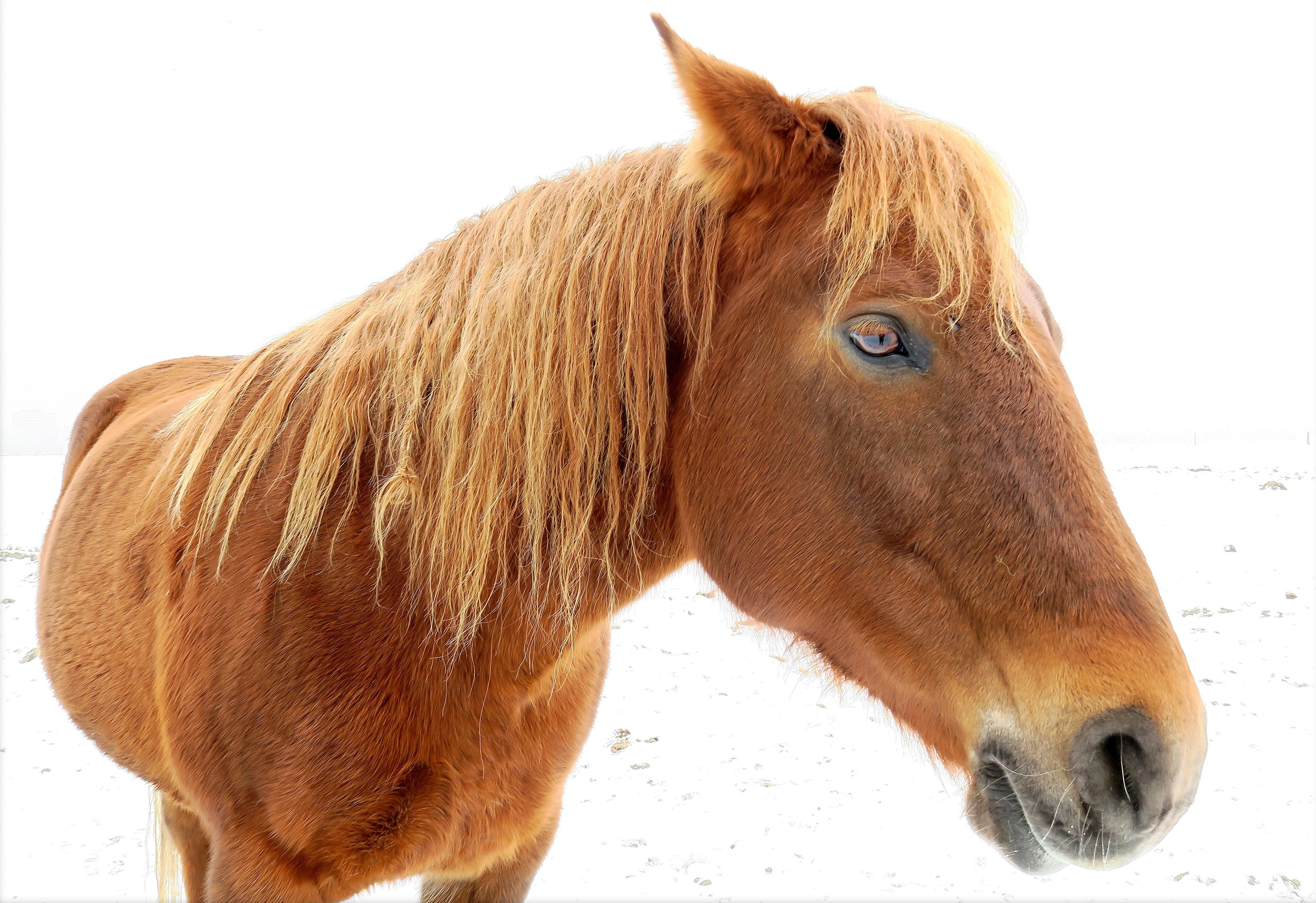 Pferd im Schnee (32244424072)