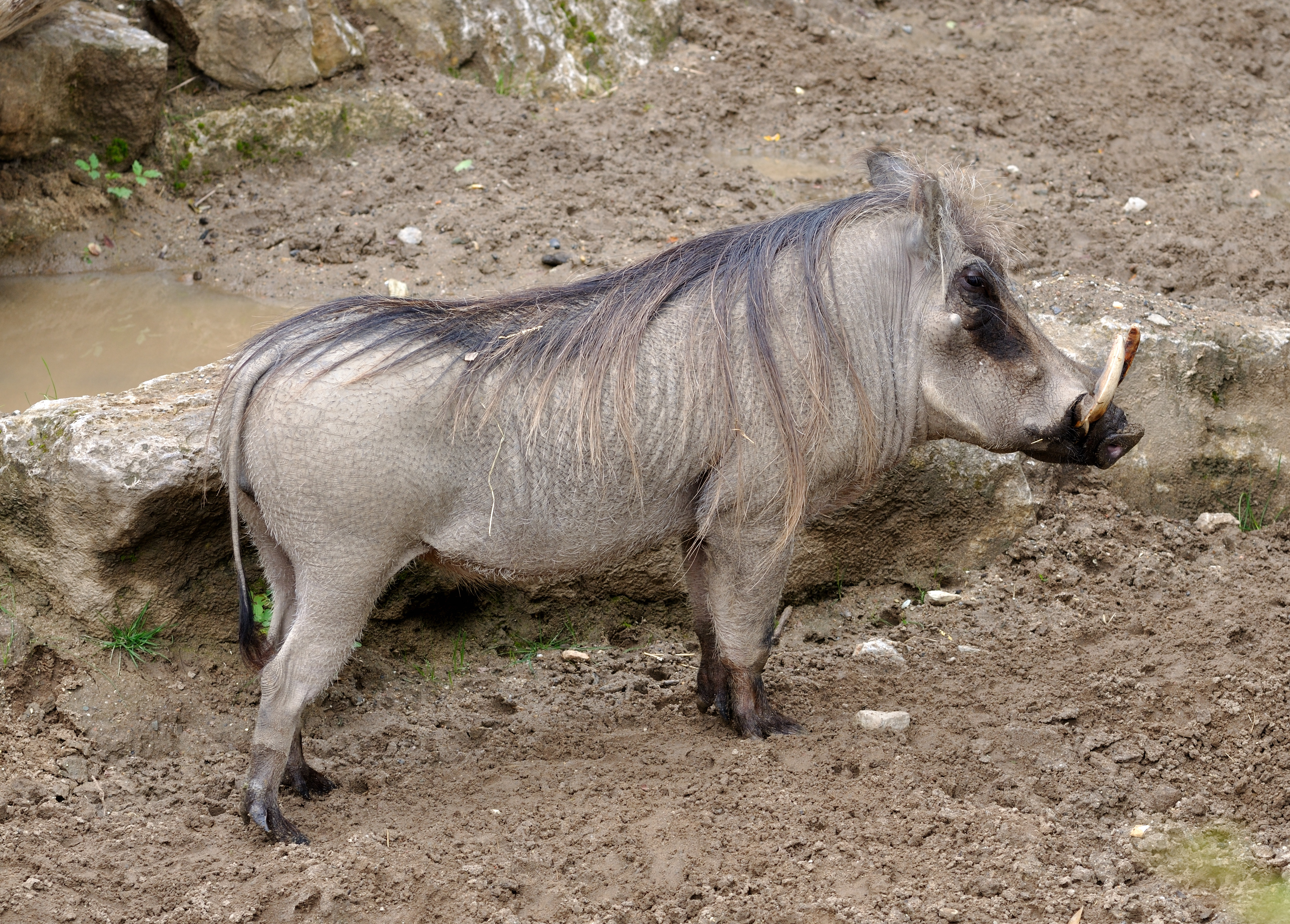 Phacochoerus africanus qtl2