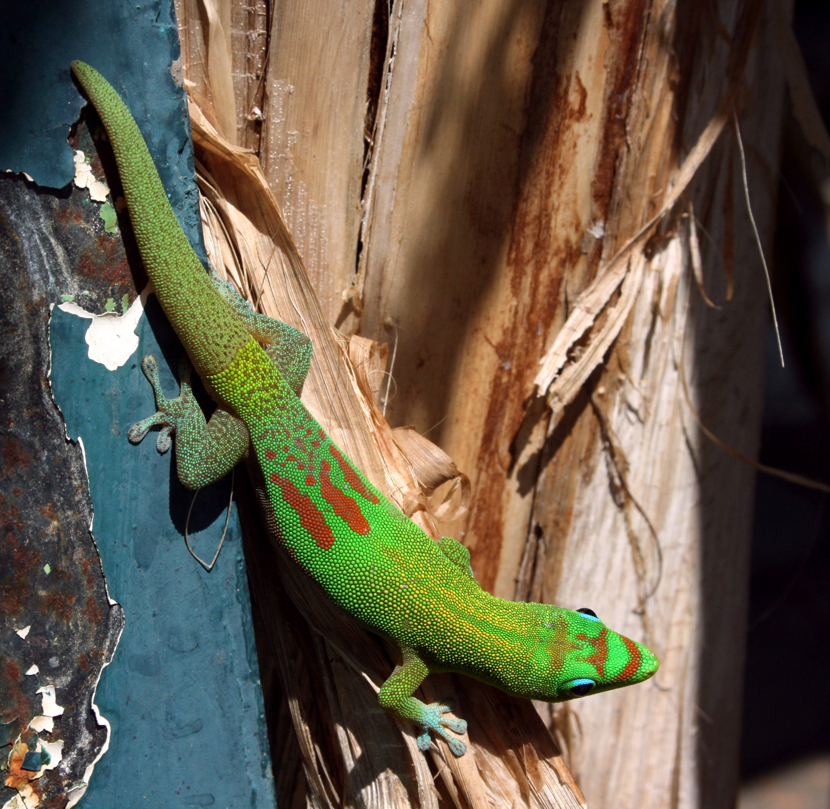 Phelsuma-laticauda-Saint-Denis