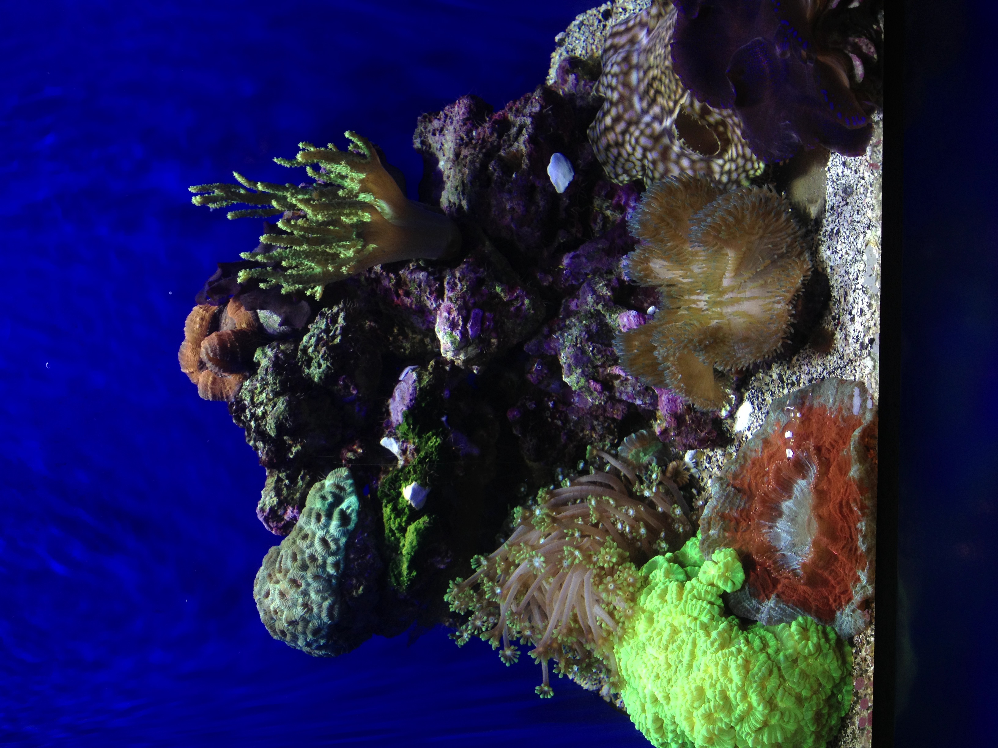 Philippine coral reef