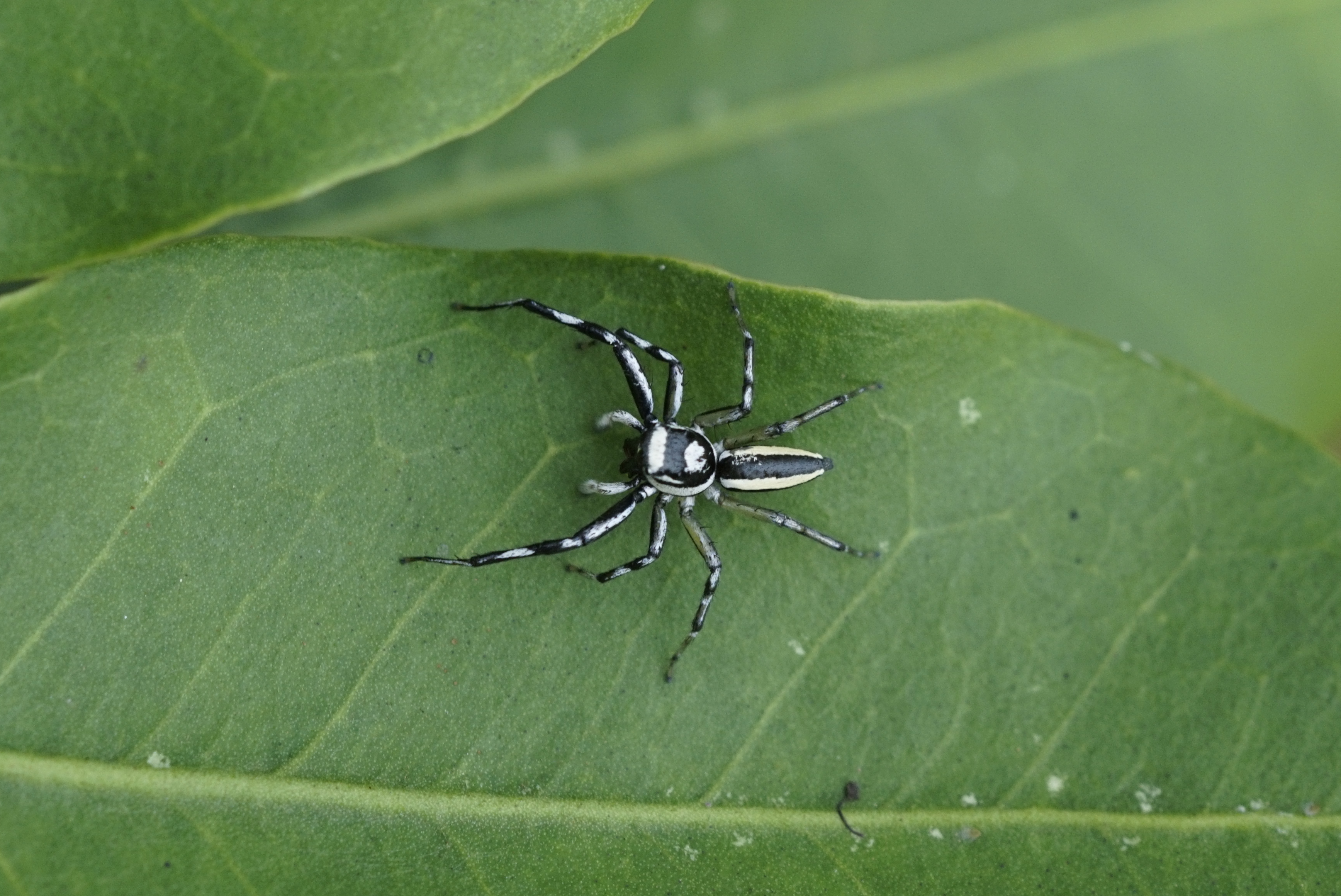 Phintella sp 4681