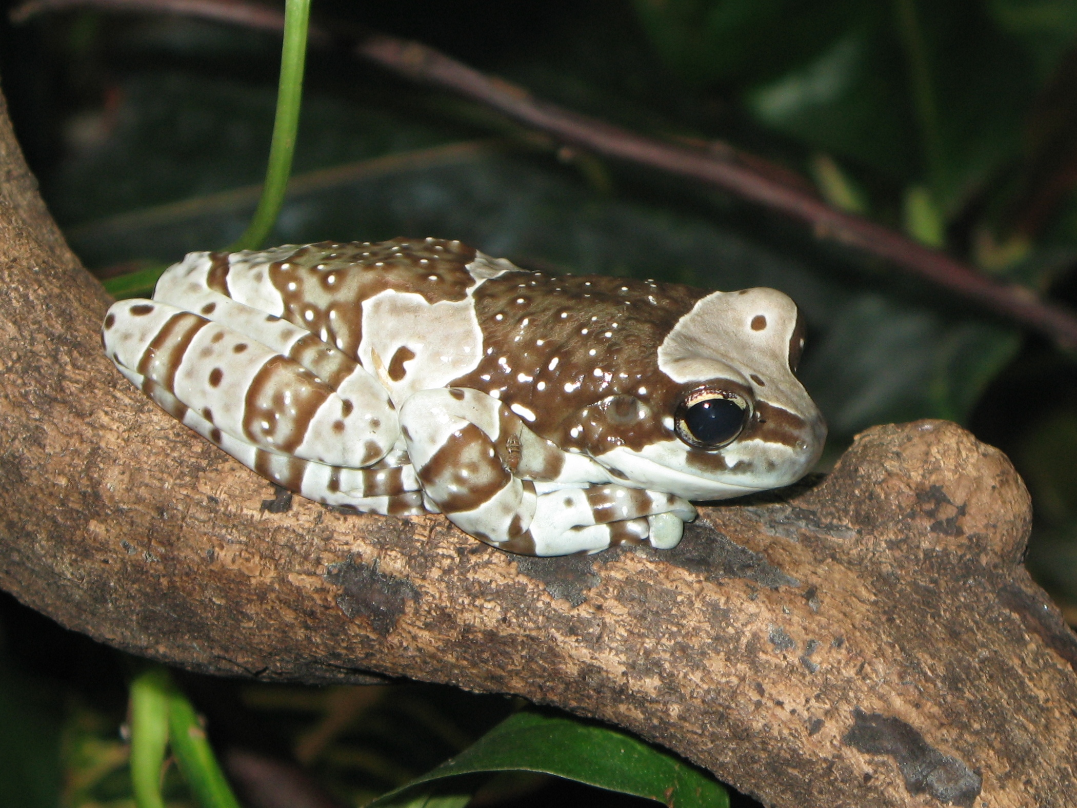 Phrynohyas resinifictrix Warsaw Zoo 02
