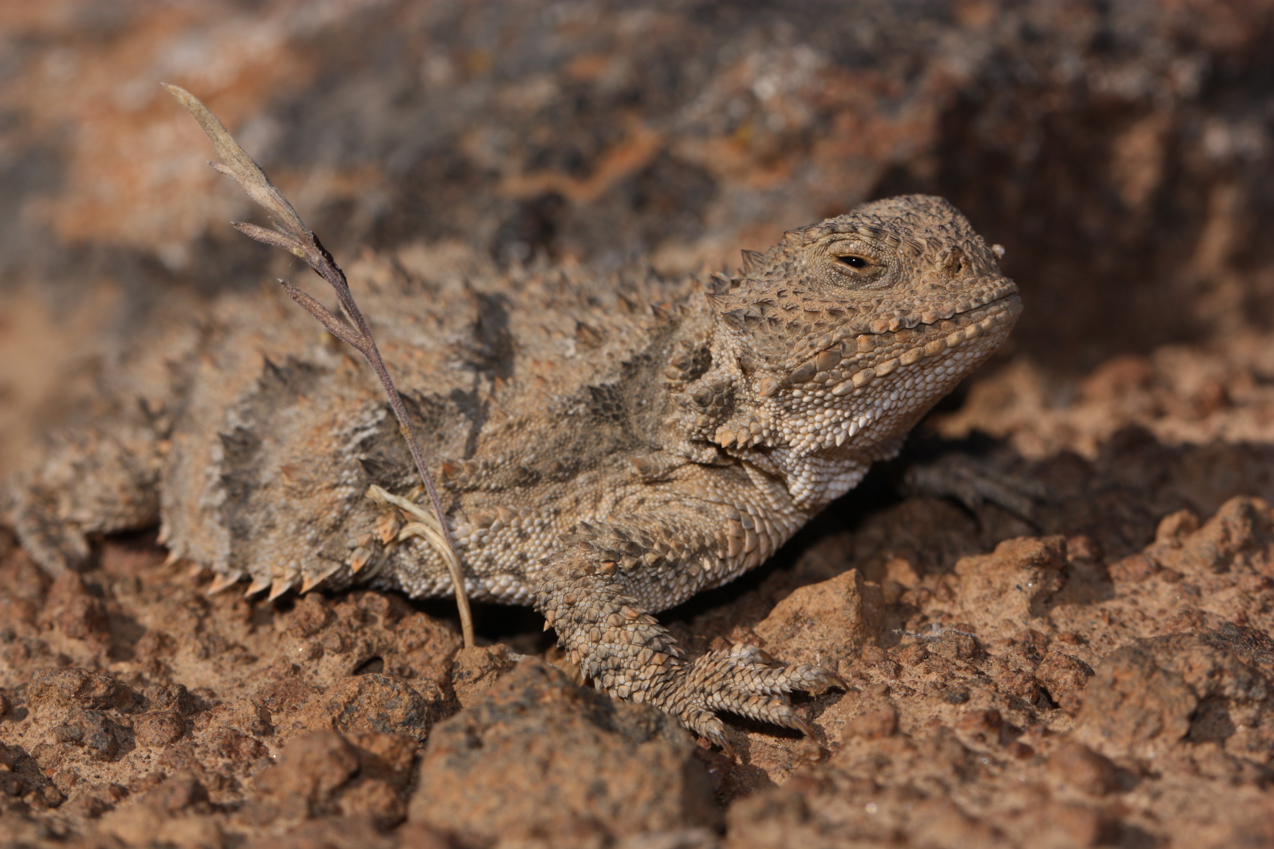 Phrynosoma douglasii 4179