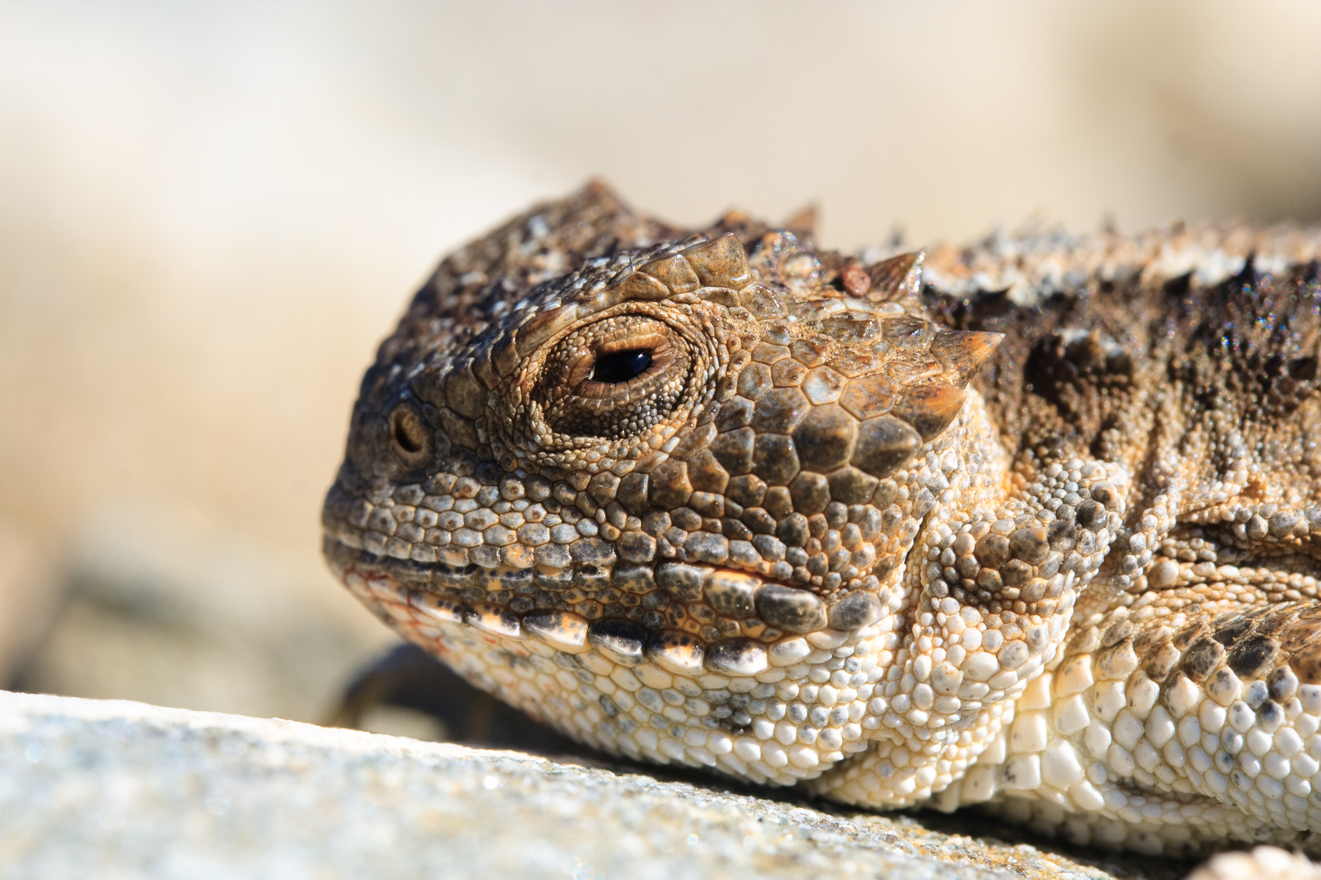 Phrynosoma hernandesi (Calibas)