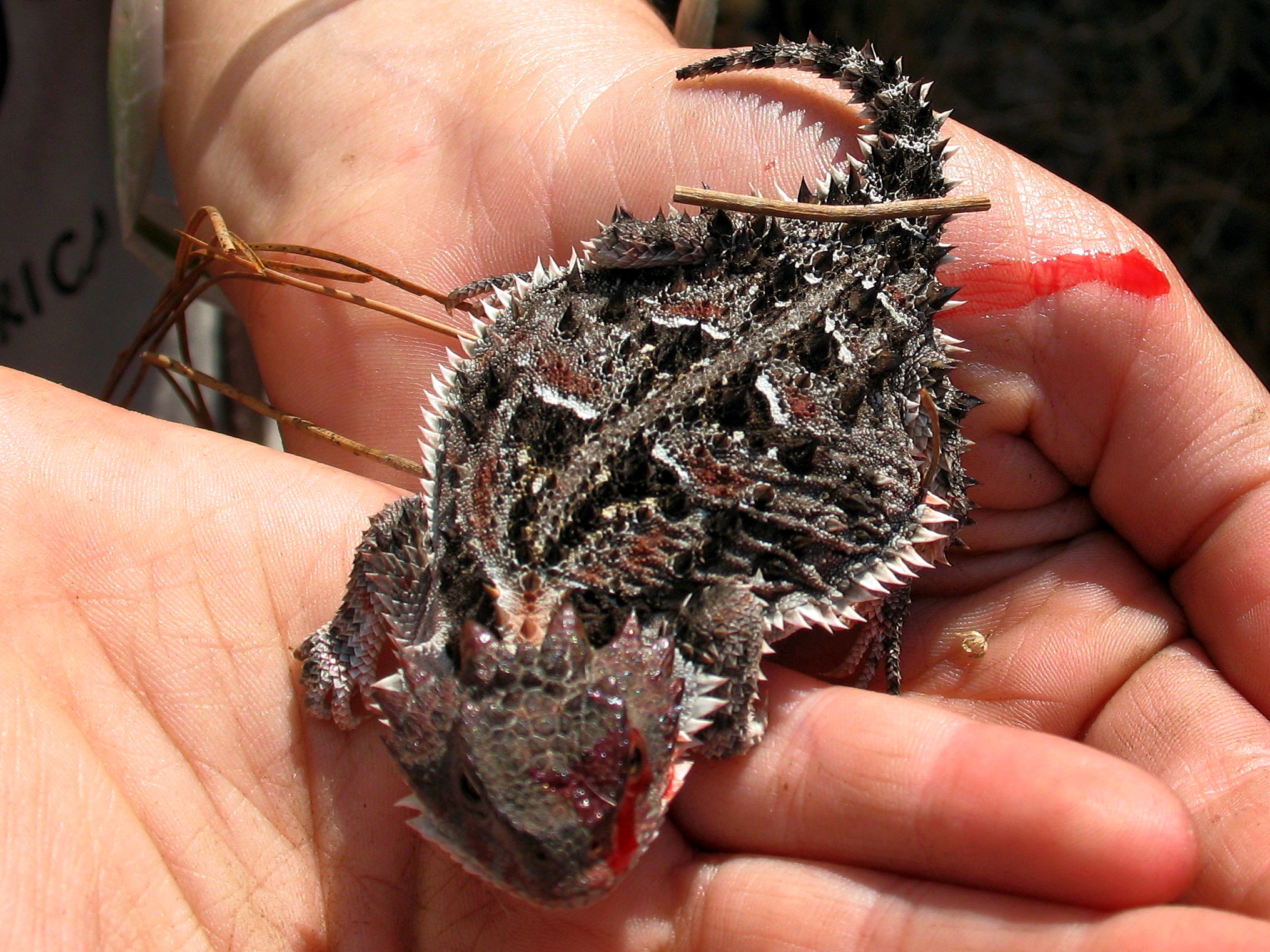 Phrynosoma orbiculare 1