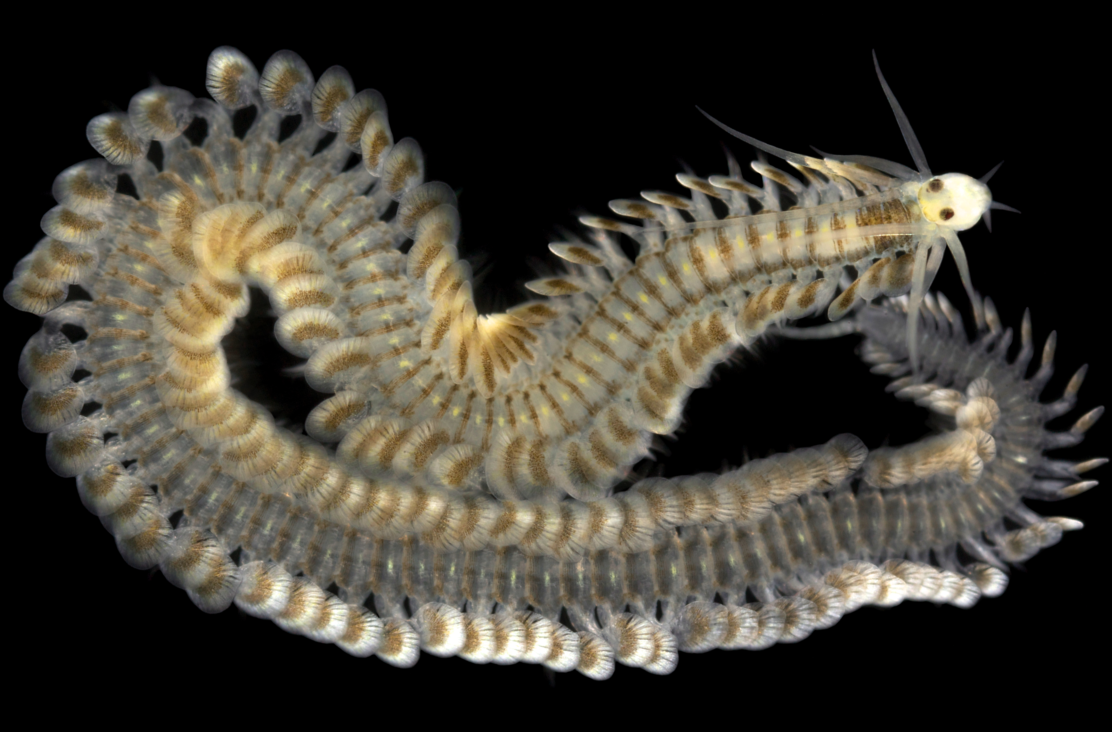 Phyllodoce longipes