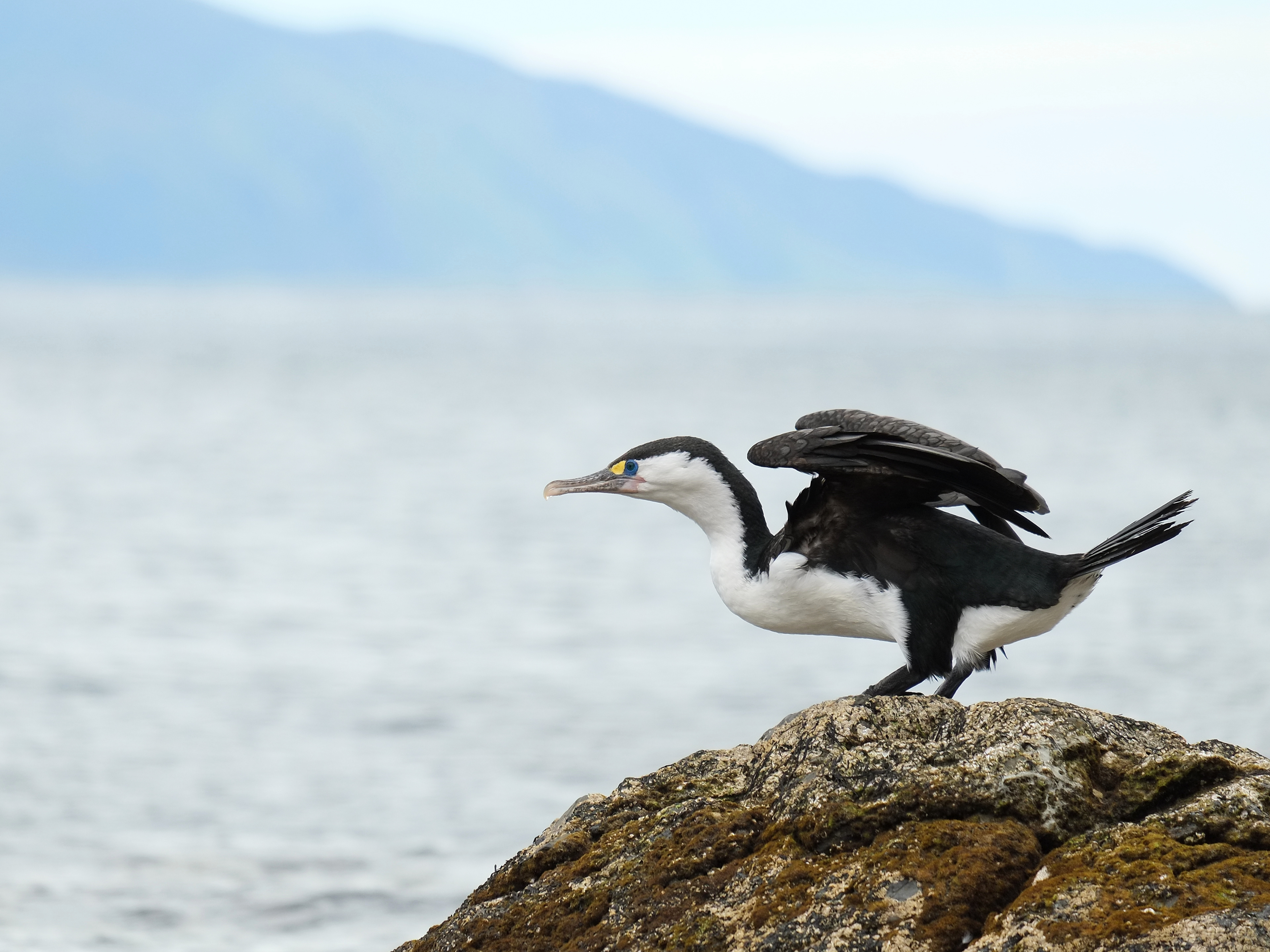 Pied Shag about to take off