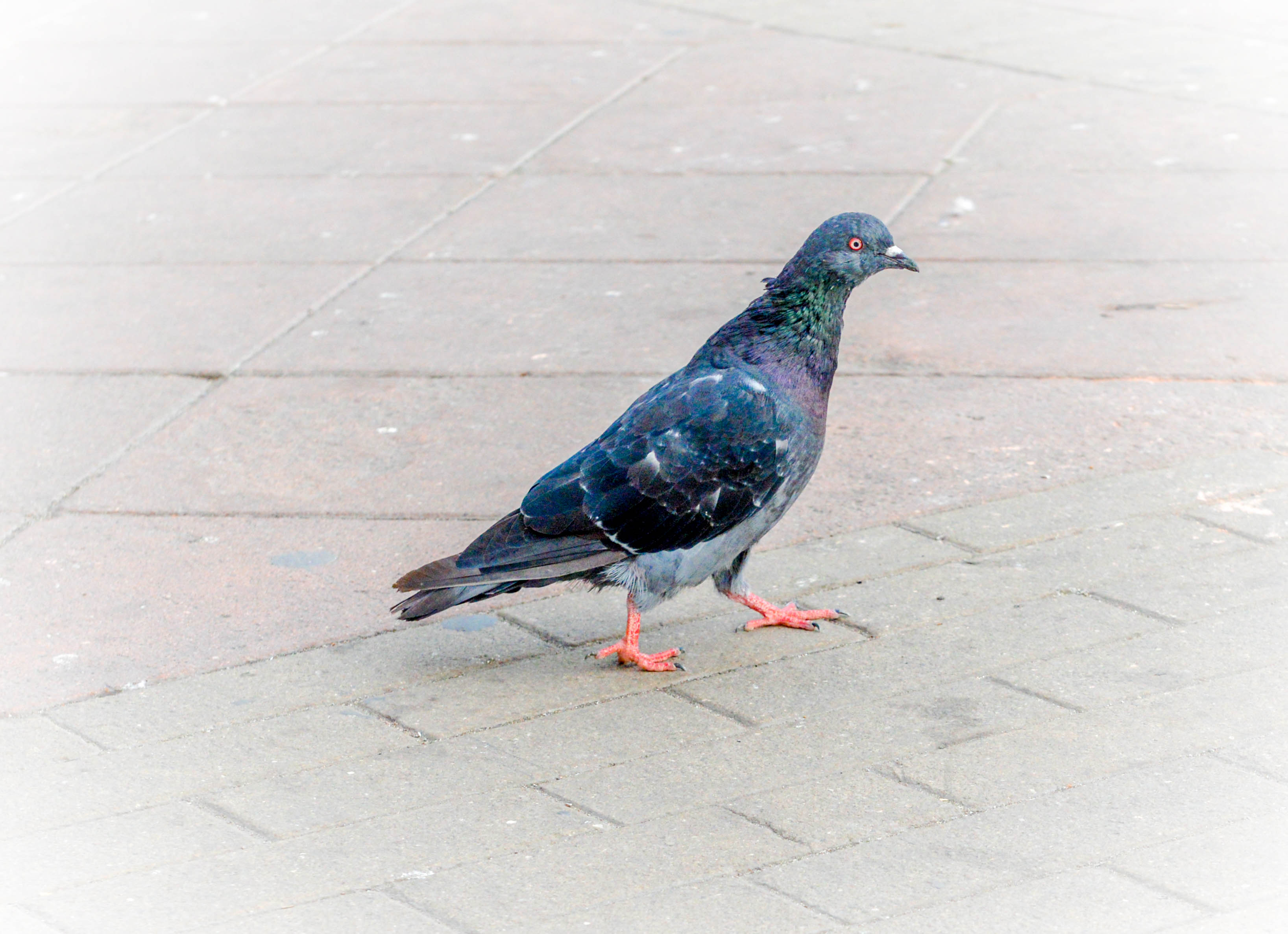Pigeon Bird-150414