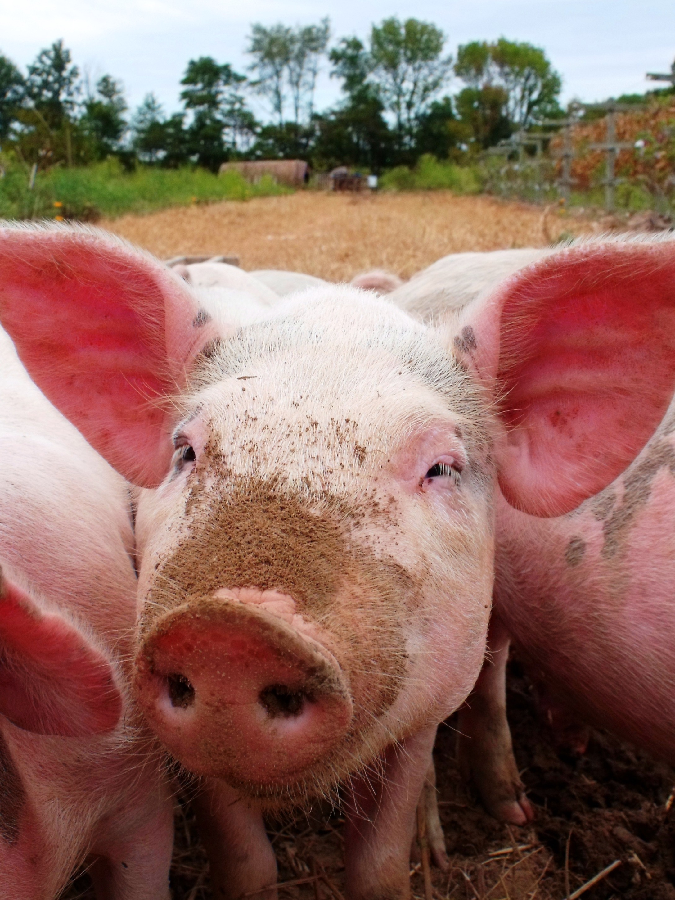 Pigs-21272