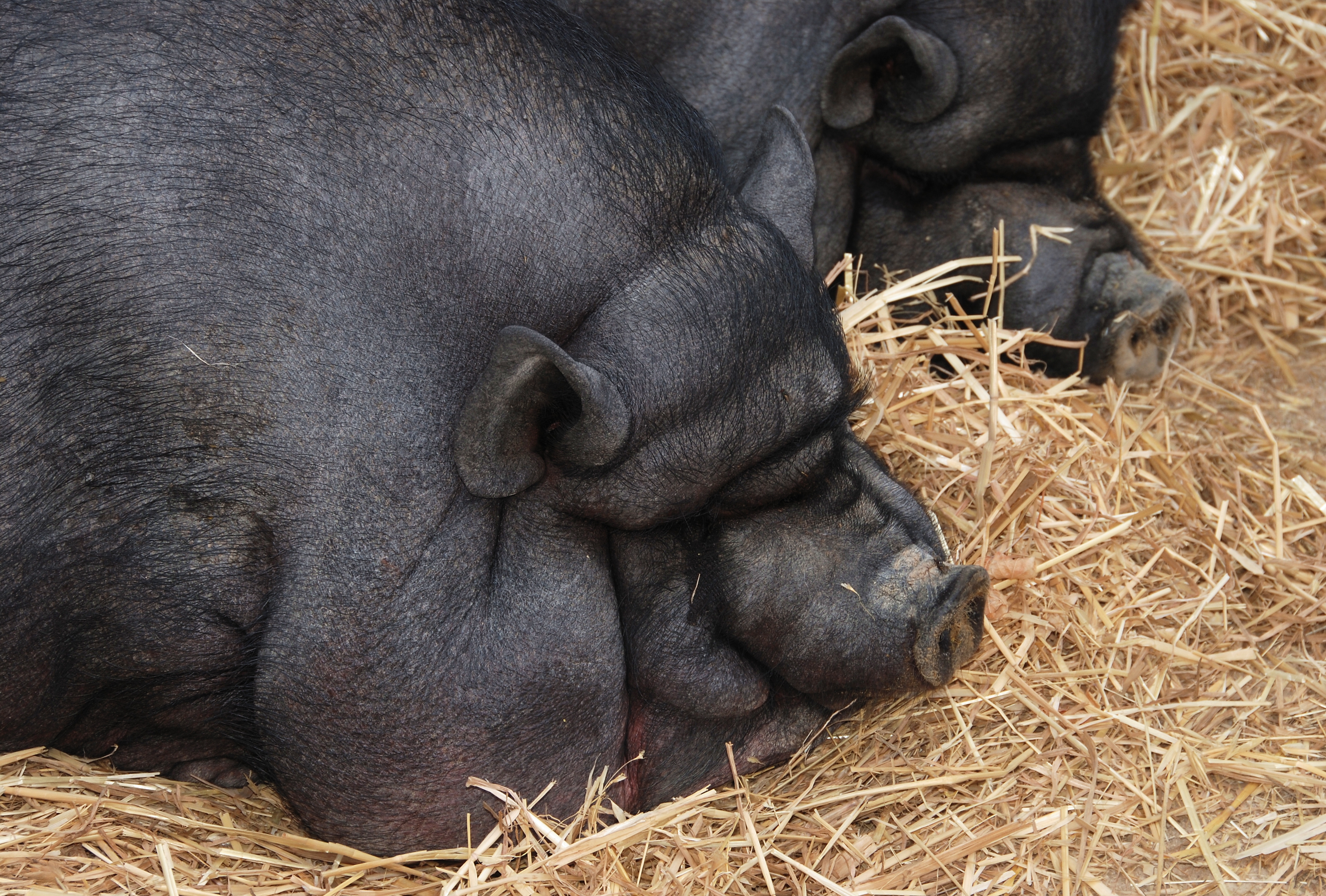 Pigs July 2008-2