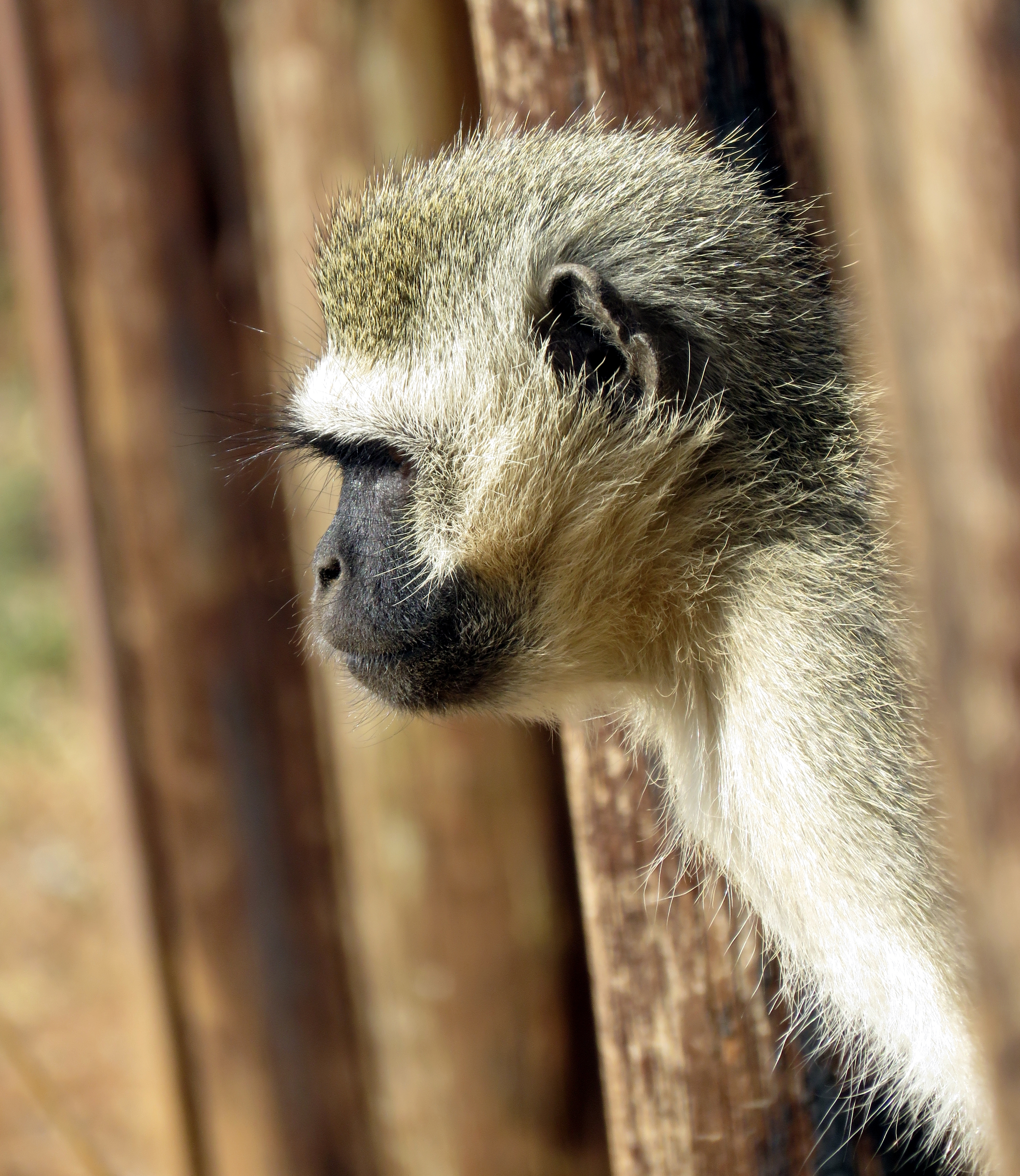 Pilanesberg Monkey