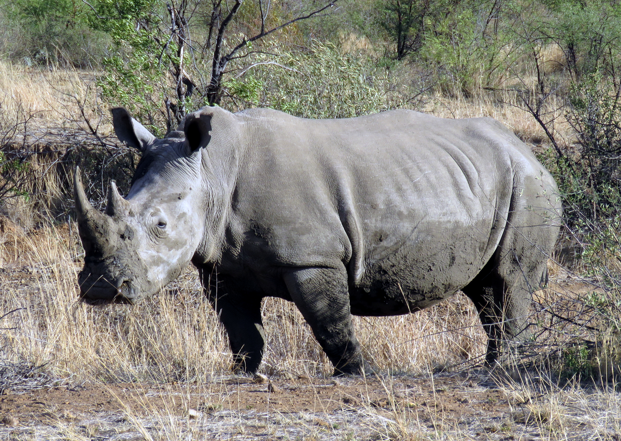 Pilanesberg Rhino