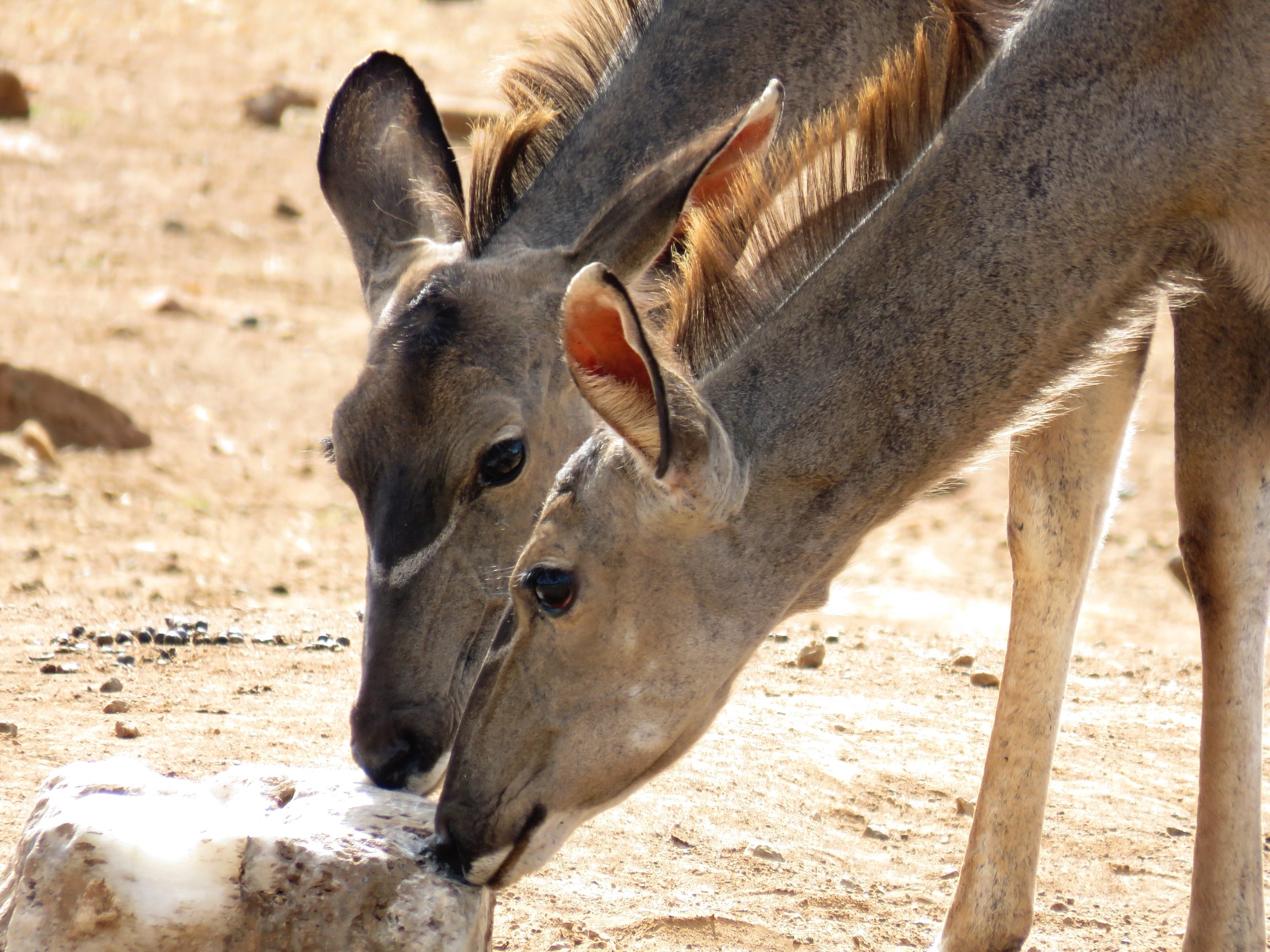 Pilanesberg Saltlick