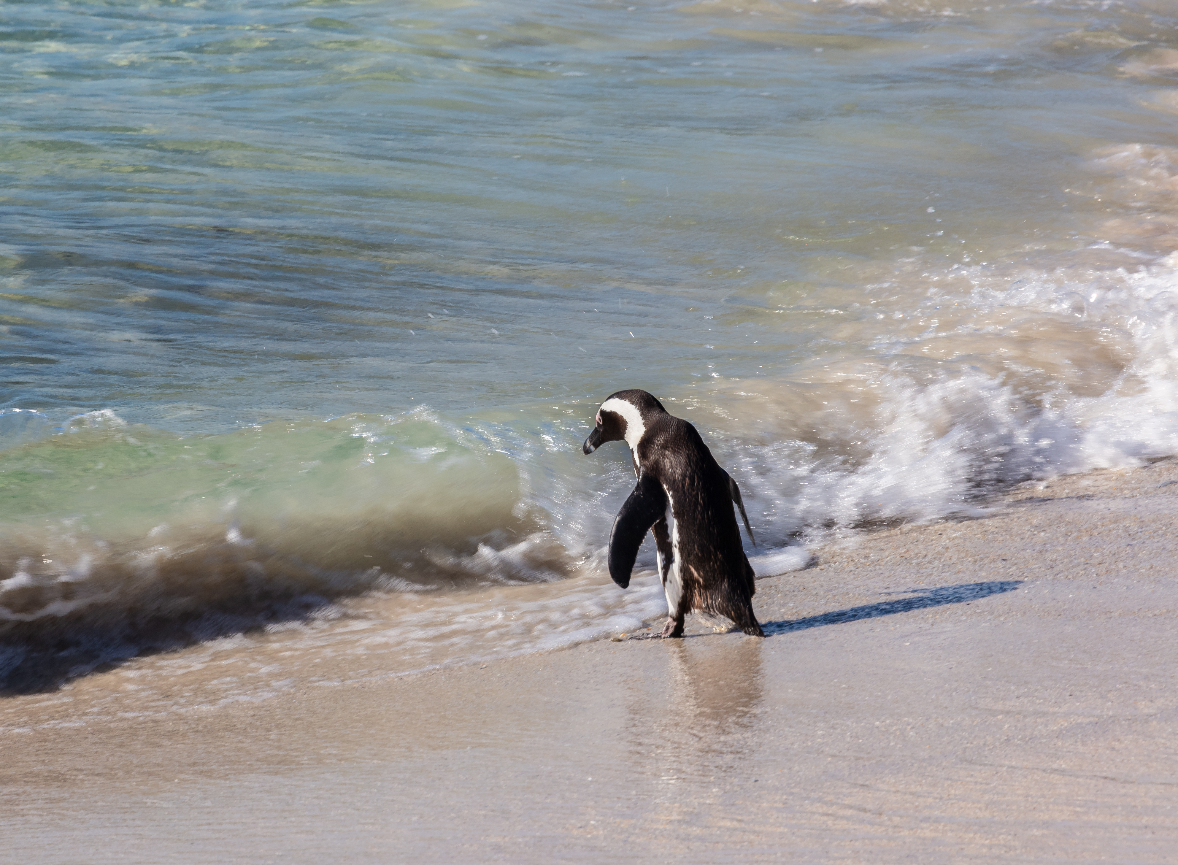 Pingüino de El Cabo (Spheniscus demersus), Playa de Boulders, Simon's Town, Sudáfrica, 2018-07-23, DD 34