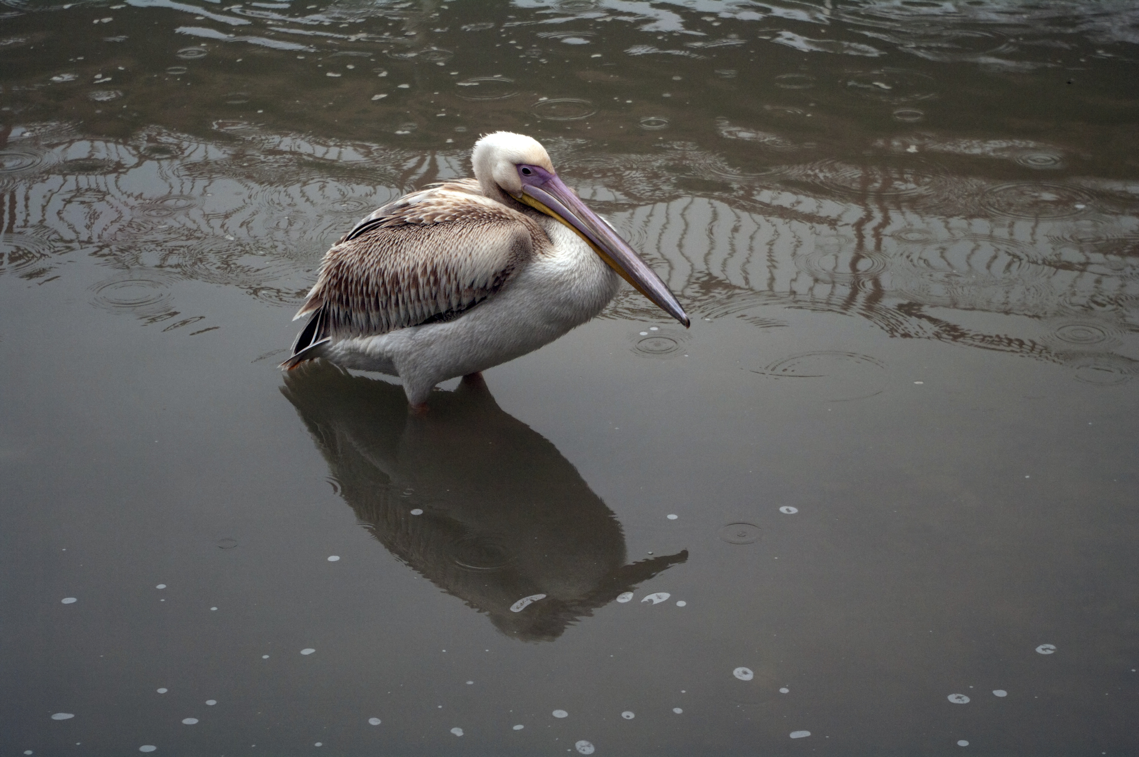 Pink-backed Pelican - Pelecanus rufescens 02