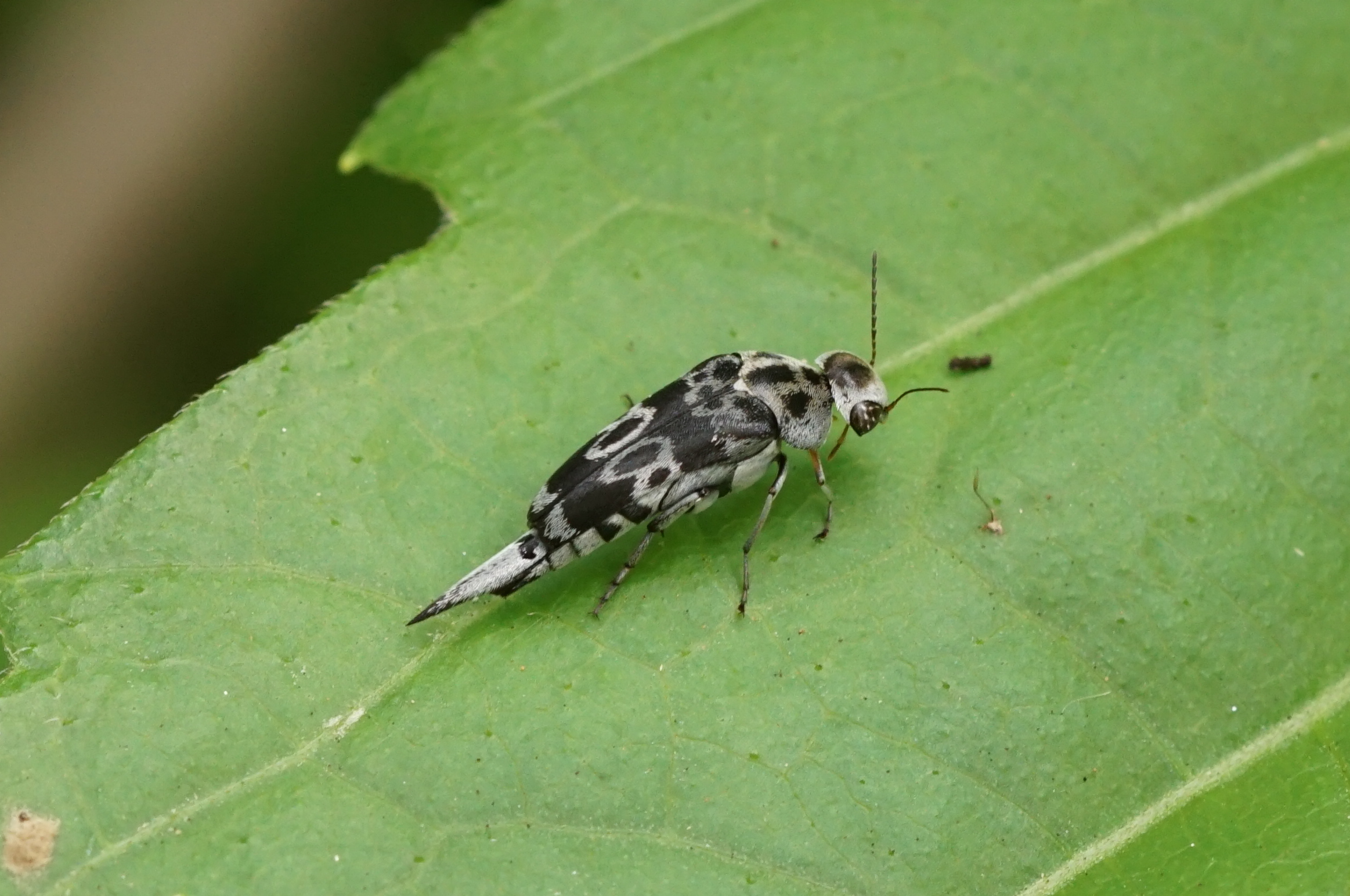 Pintail beetle03756