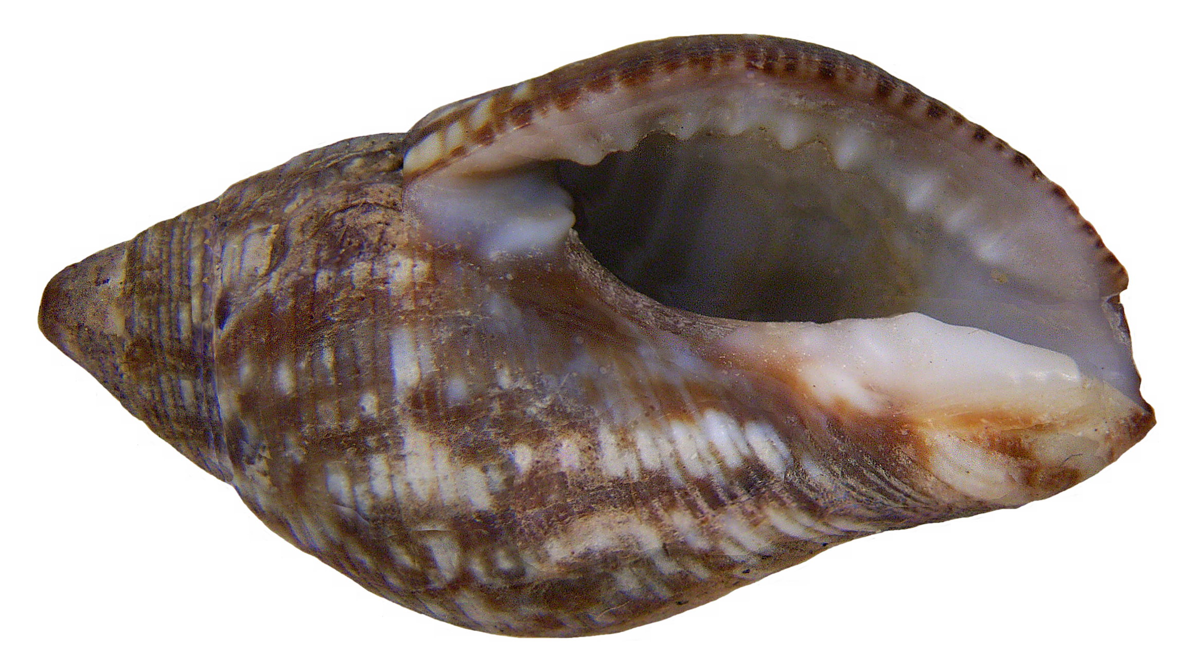Pisania striata (Gmelin, 1791) (4913611080)
