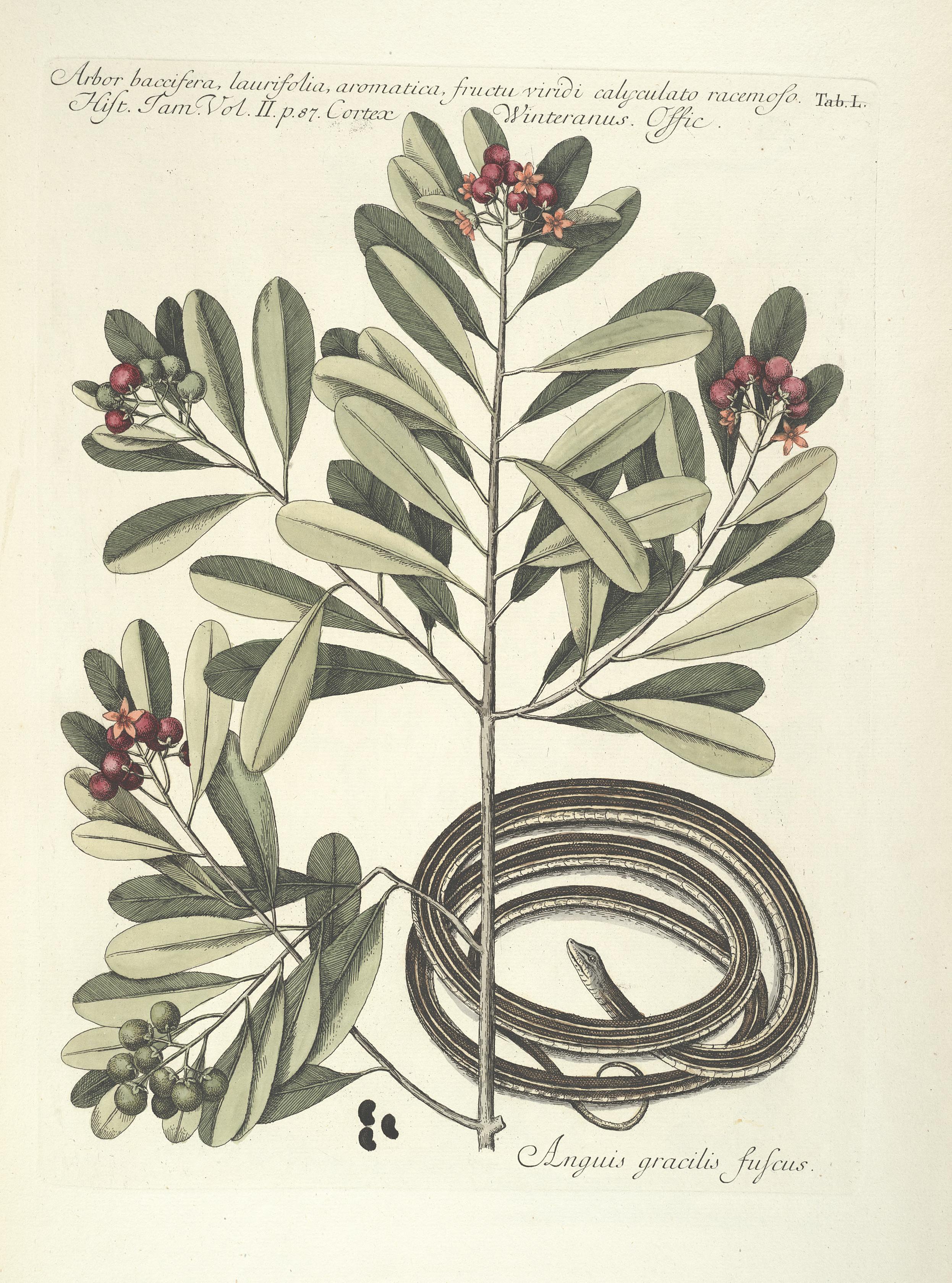 Piscium, serpentum, insectorum, aliorumque nonnullorum animalum nec non plantarum quarundam imagines (Tab. L) BHL9873022