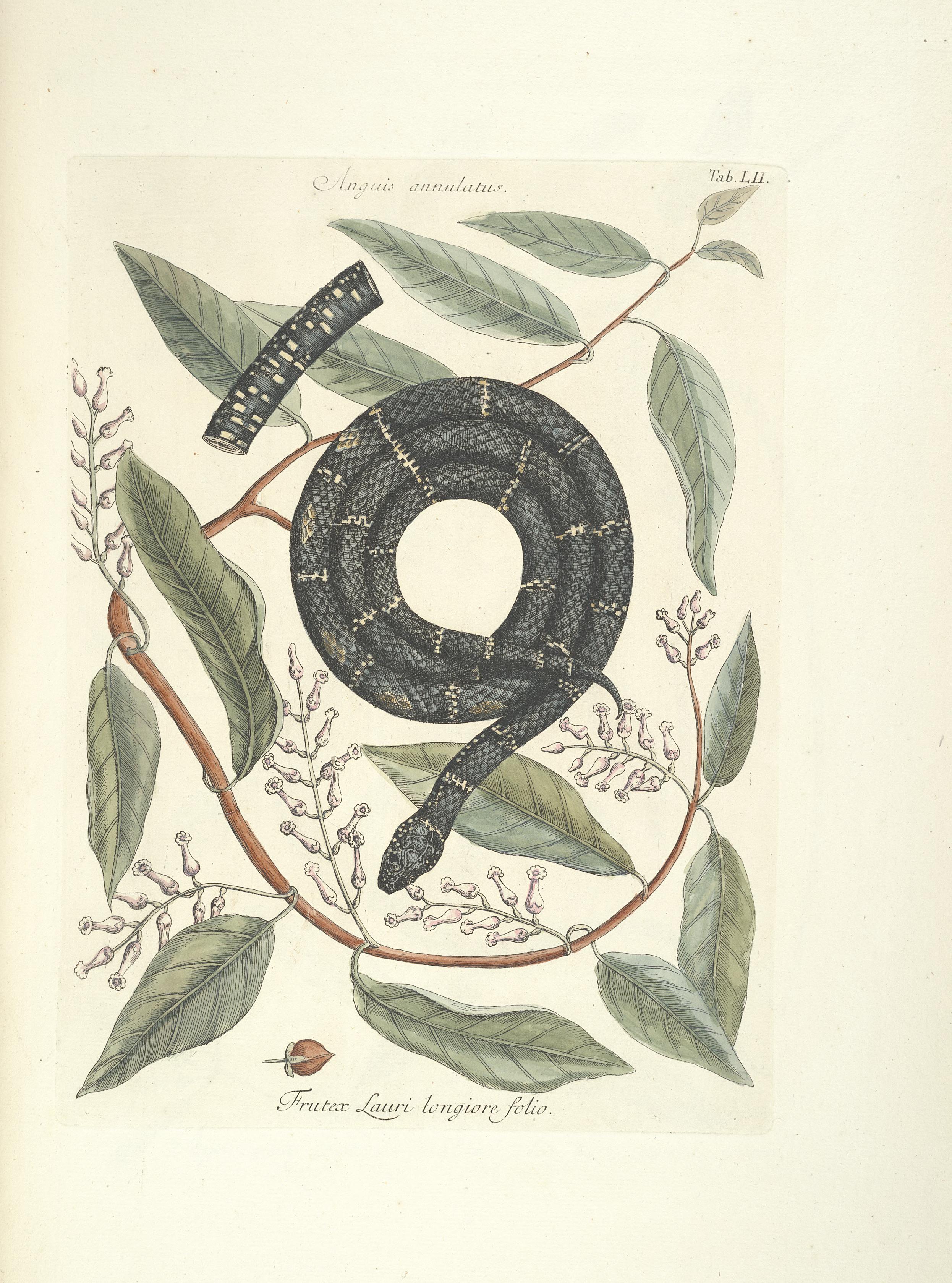 Piscium, serpentum, insectorum, aliorumque nonnullorum animalum nec non plantarum quarundam imagines (Tab. LII) BHL9873024