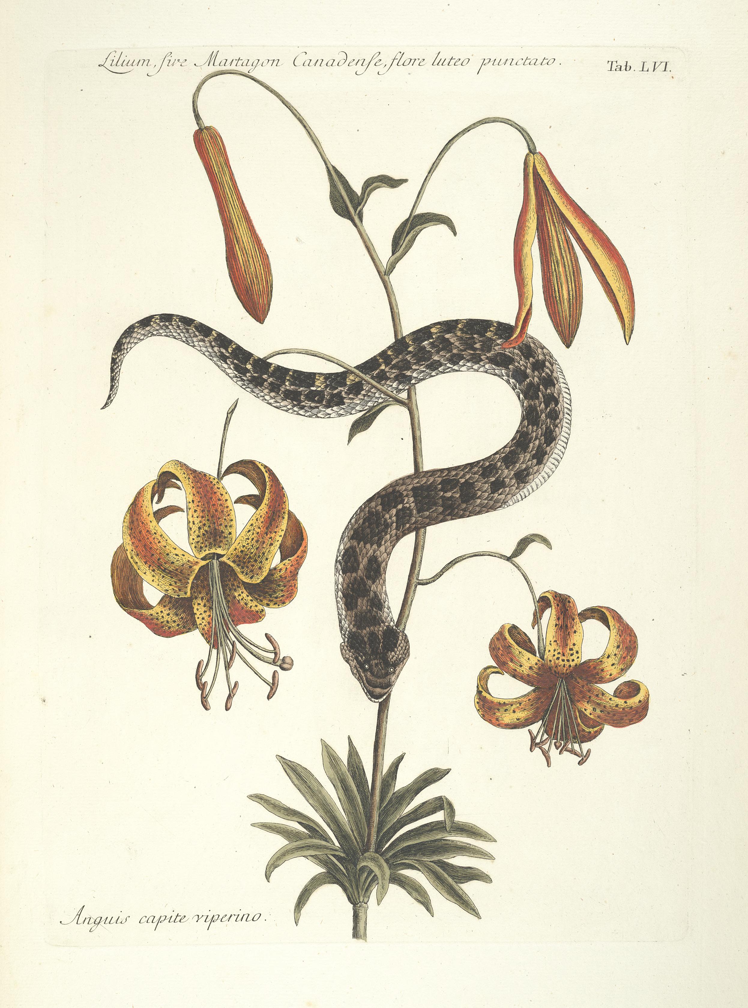 Piscium, serpentum, insectorum, aliorumque nonnullorum animalum nec non plantarum quarundam imagines (Tab. LVI) BHL9873028