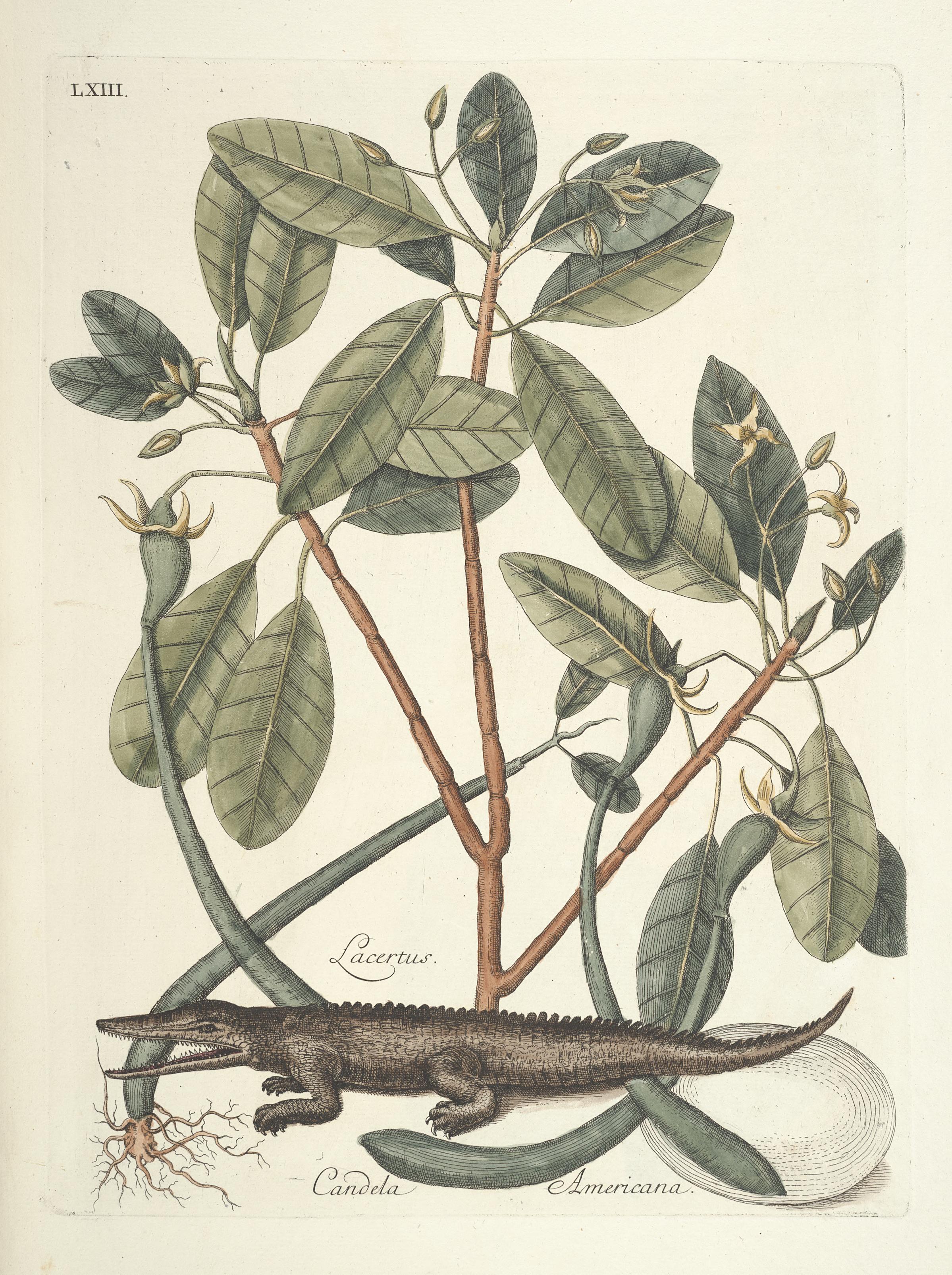Piscium, serpentum, insectorum, aliorumque nonnullorum animalum nec non plantarum quarundam imagines (Tab. LXIII) BHL9873035
