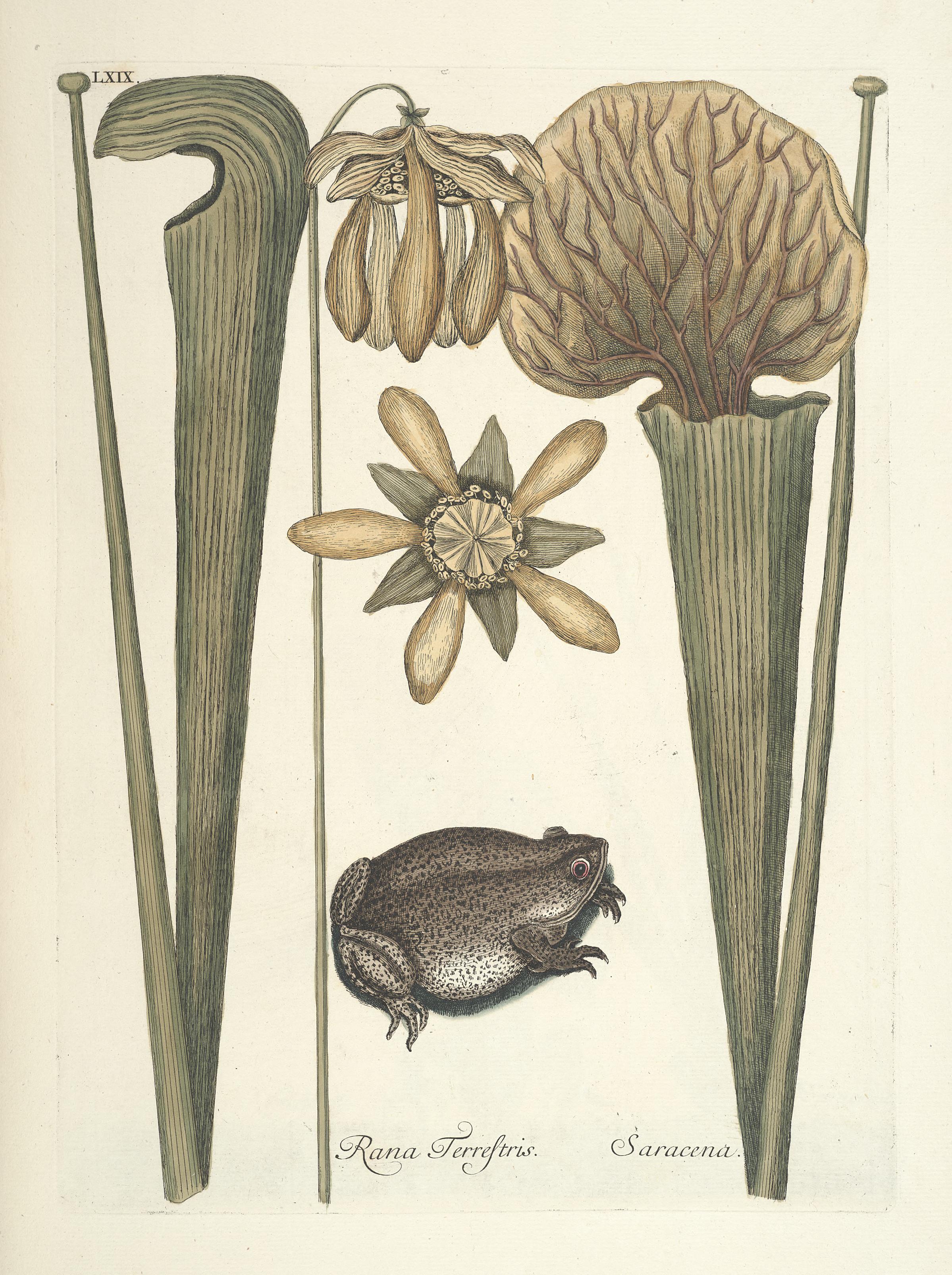 Piscium, serpentum, insectorum, aliorumque nonnullorum animalum nec non plantarum quarundam imagines (Tab. LXIX) BHL9873041