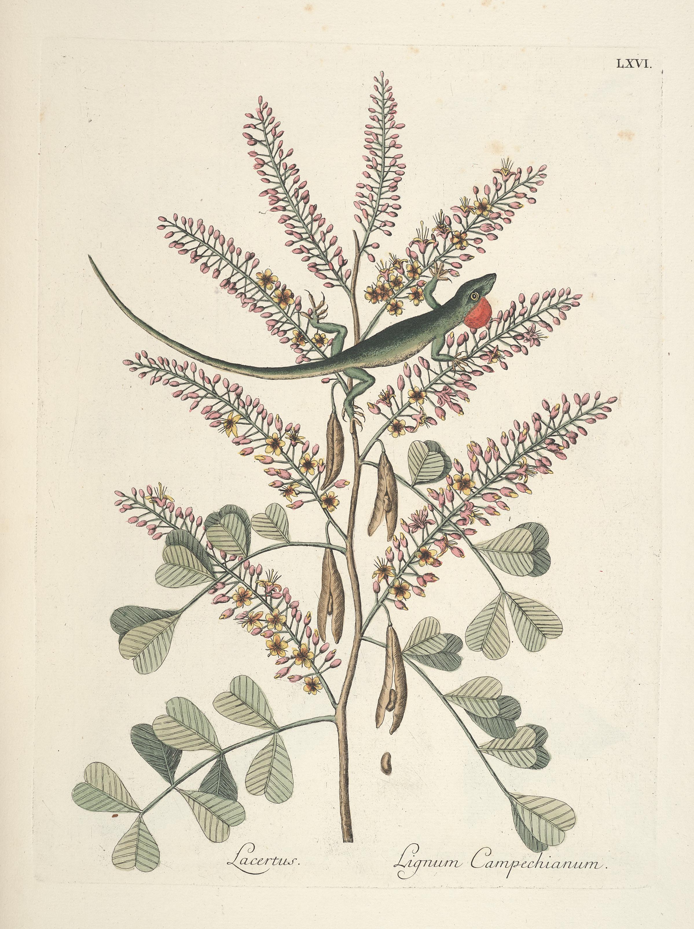 Piscium, serpentum, insectorum, aliorumque nonnullorum animalum nec non plantarum quarundam imagines (Tab. LXVI) BHL9873038