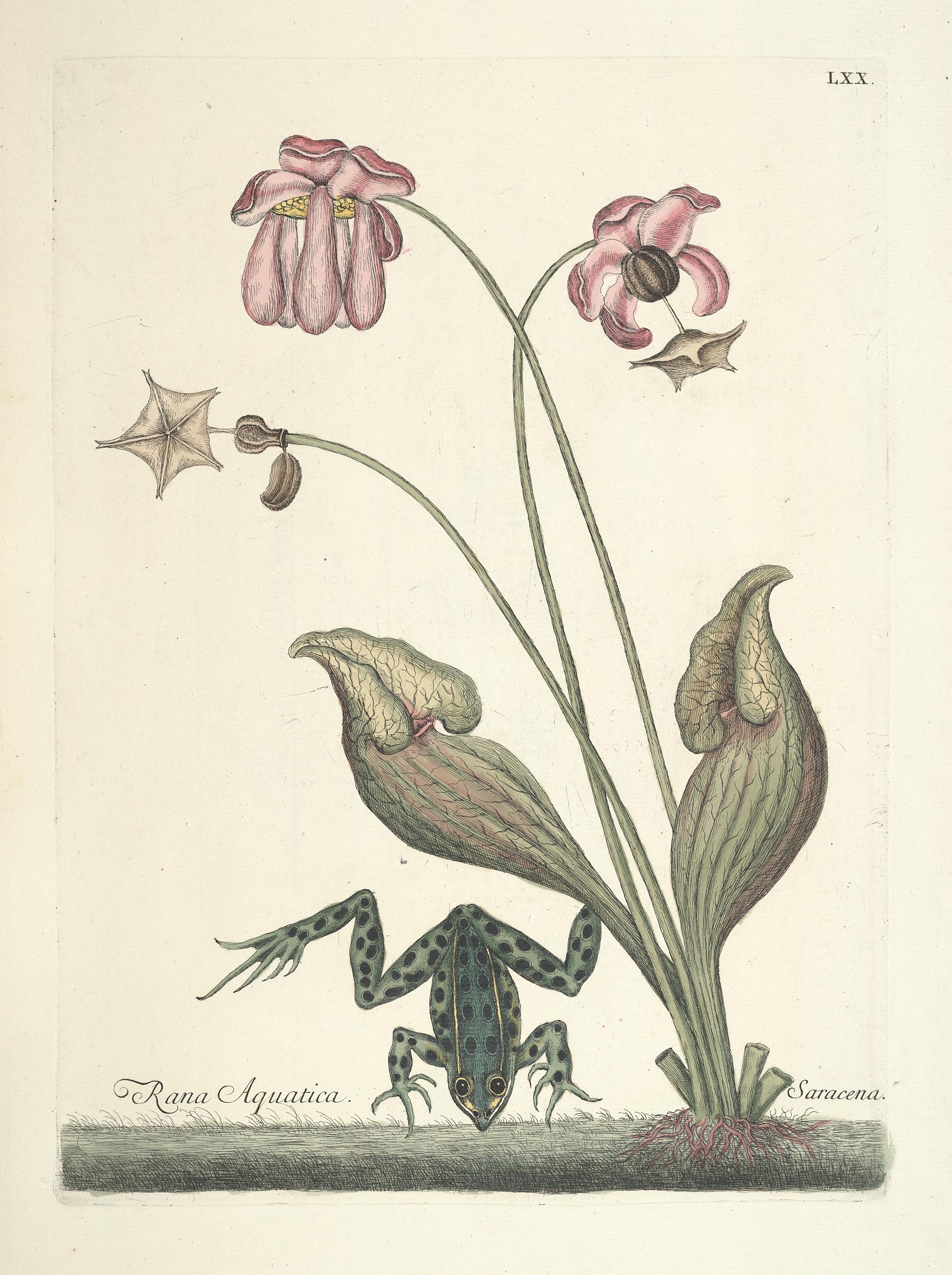 Piscium, serpentum, insectorum, aliorumque nonnullorum animalum nec non plantarum quarundam imagines (Tab. LXX) BHL9873042