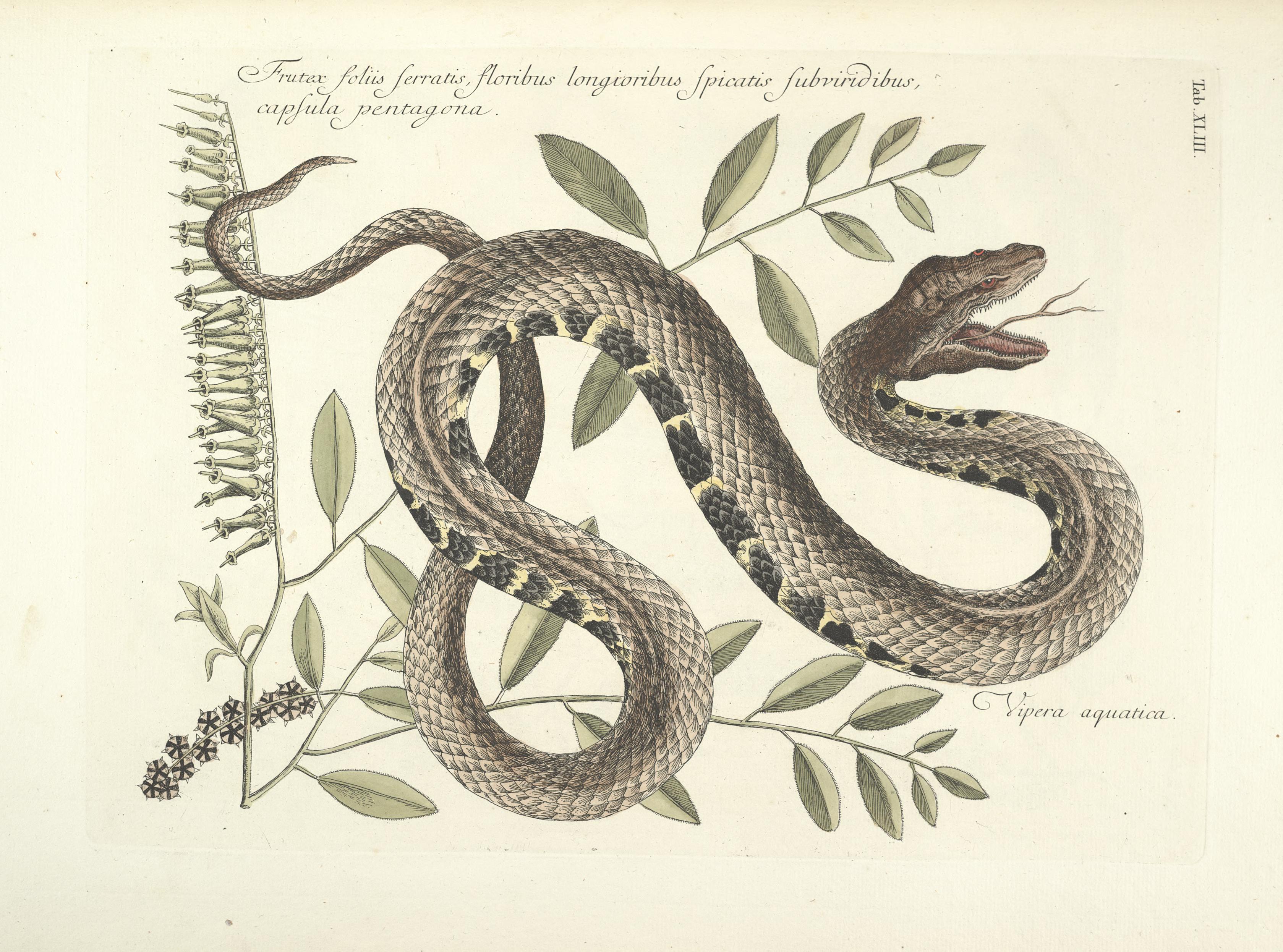 Piscium, serpentum, insectorum, aliorumque nonnullorum animalum nec non plantarum quarundam imagines (Tab. XLIII) BHL9873015