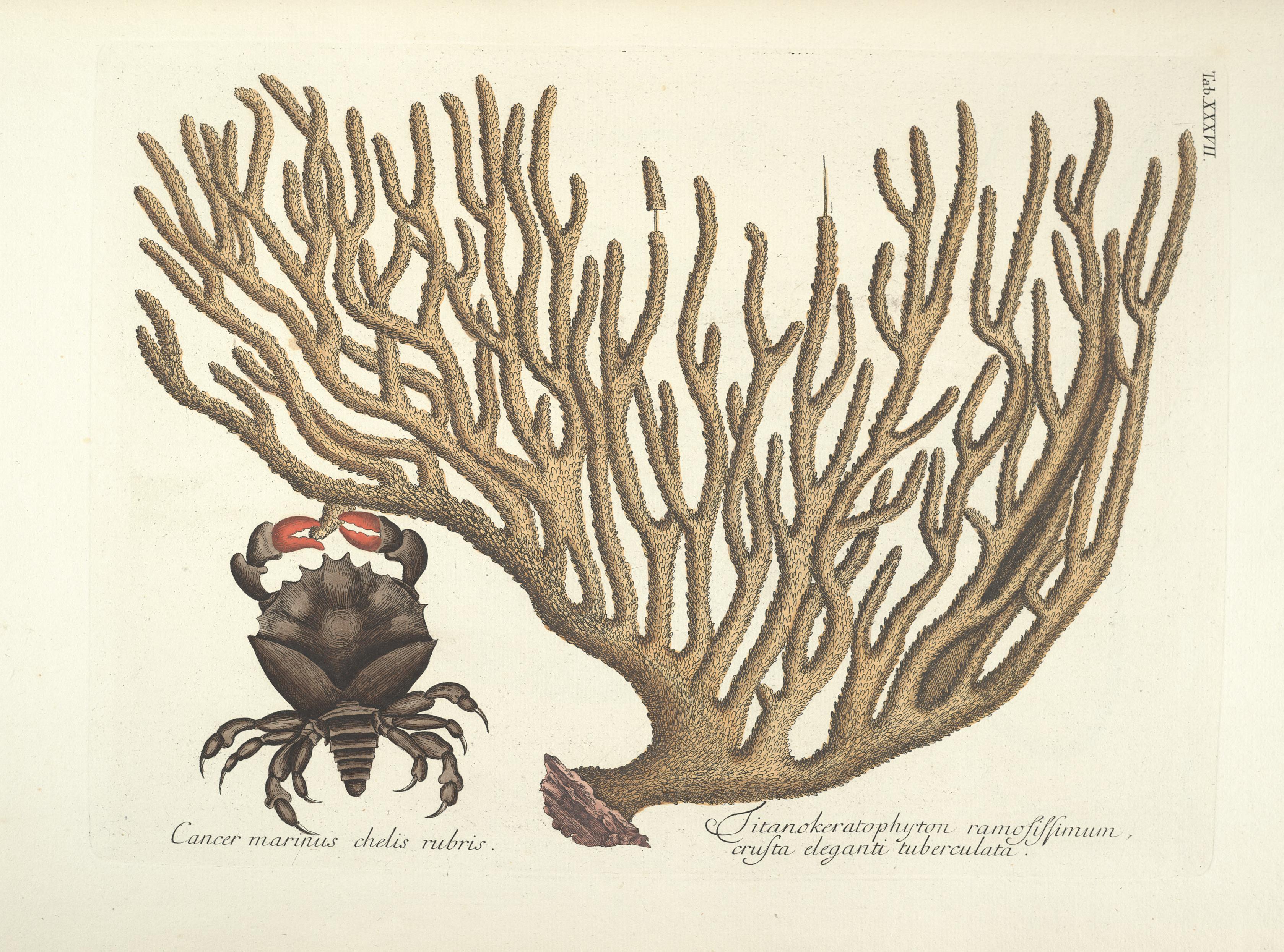 Piscium, serpentum, insectorum, aliorumque nonnullorum animalum nec non plantarum quarundam imagines (Tab. XXXVII) BHL9873009