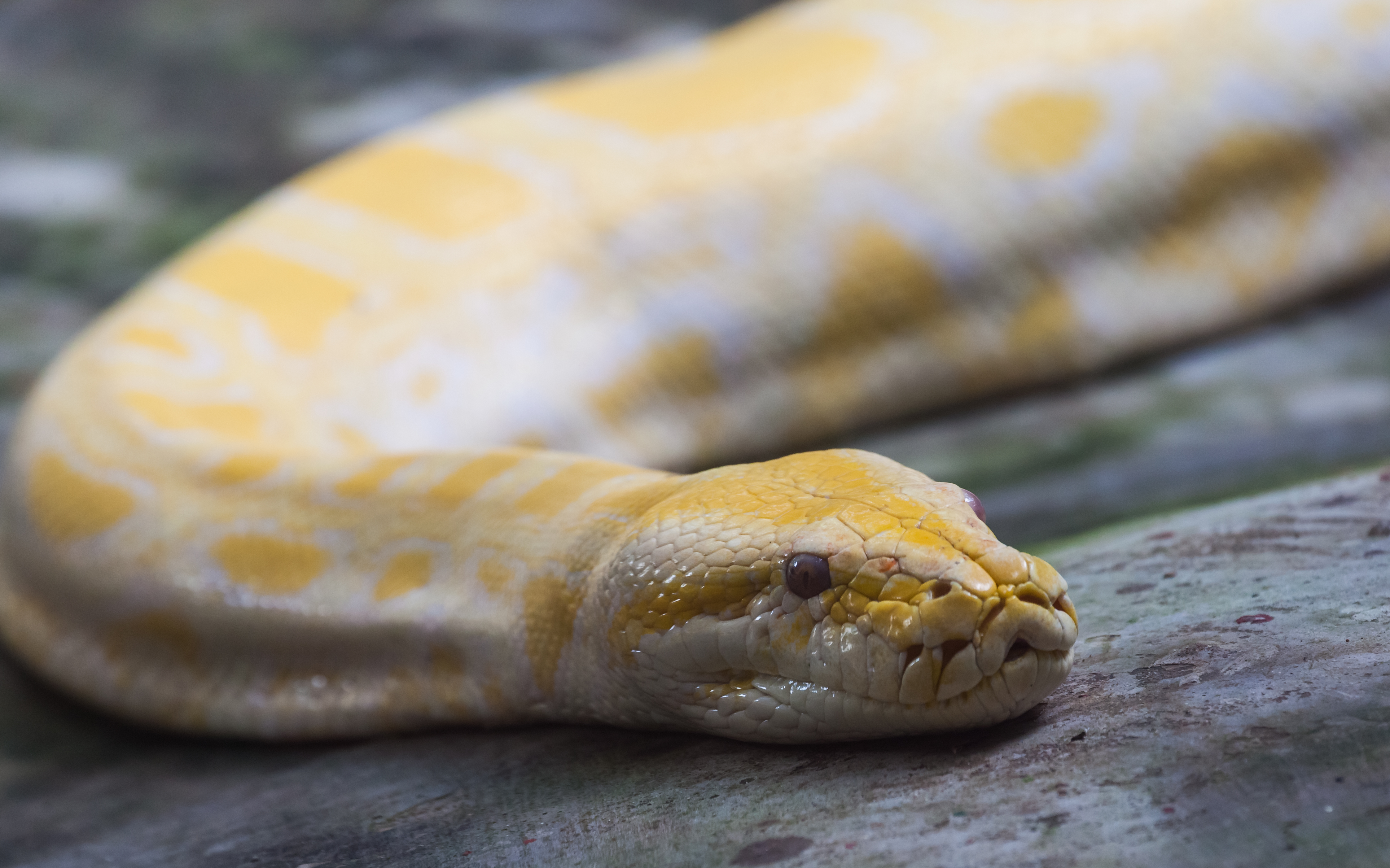 Pitón de la India (Python molurus), Zoo de Ciudad Ho Chi Minh, Vietnam, 2013-08-14, DD 01