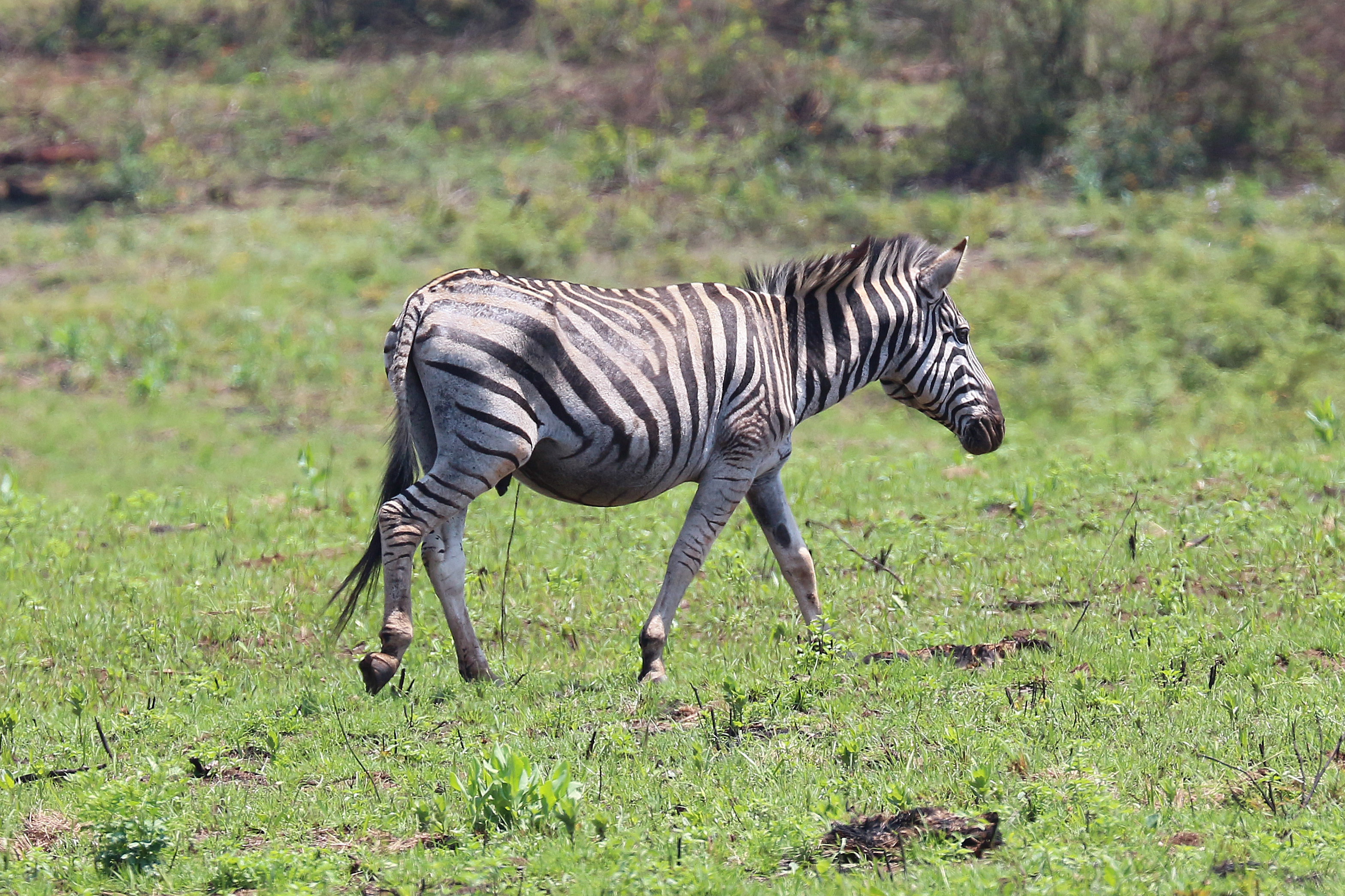 Plains zebra in Mlilwane Wildlife Sanctuary 01