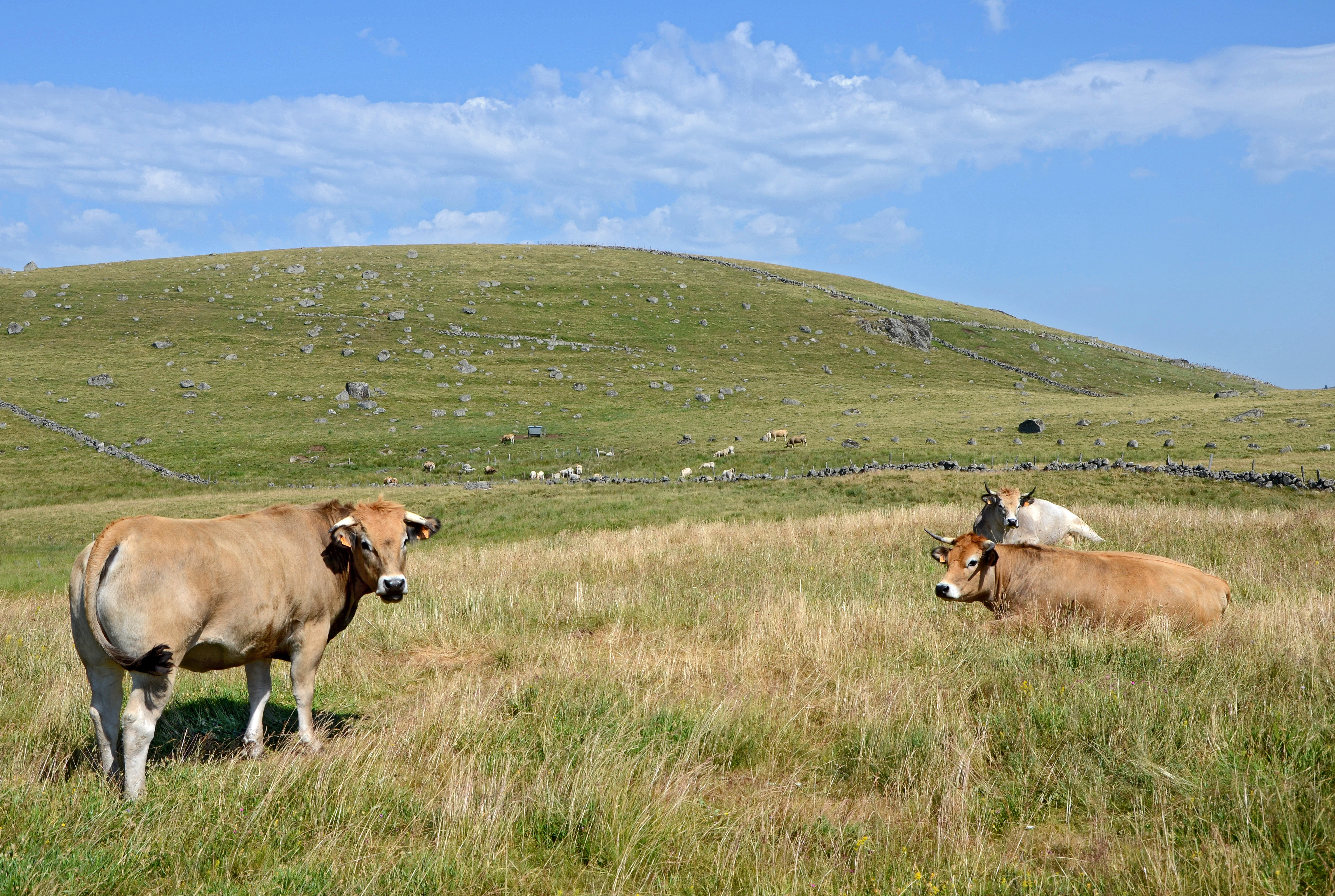 Plateau-de-l'Aubrac-pres-de-Rieutort-DSC 0751