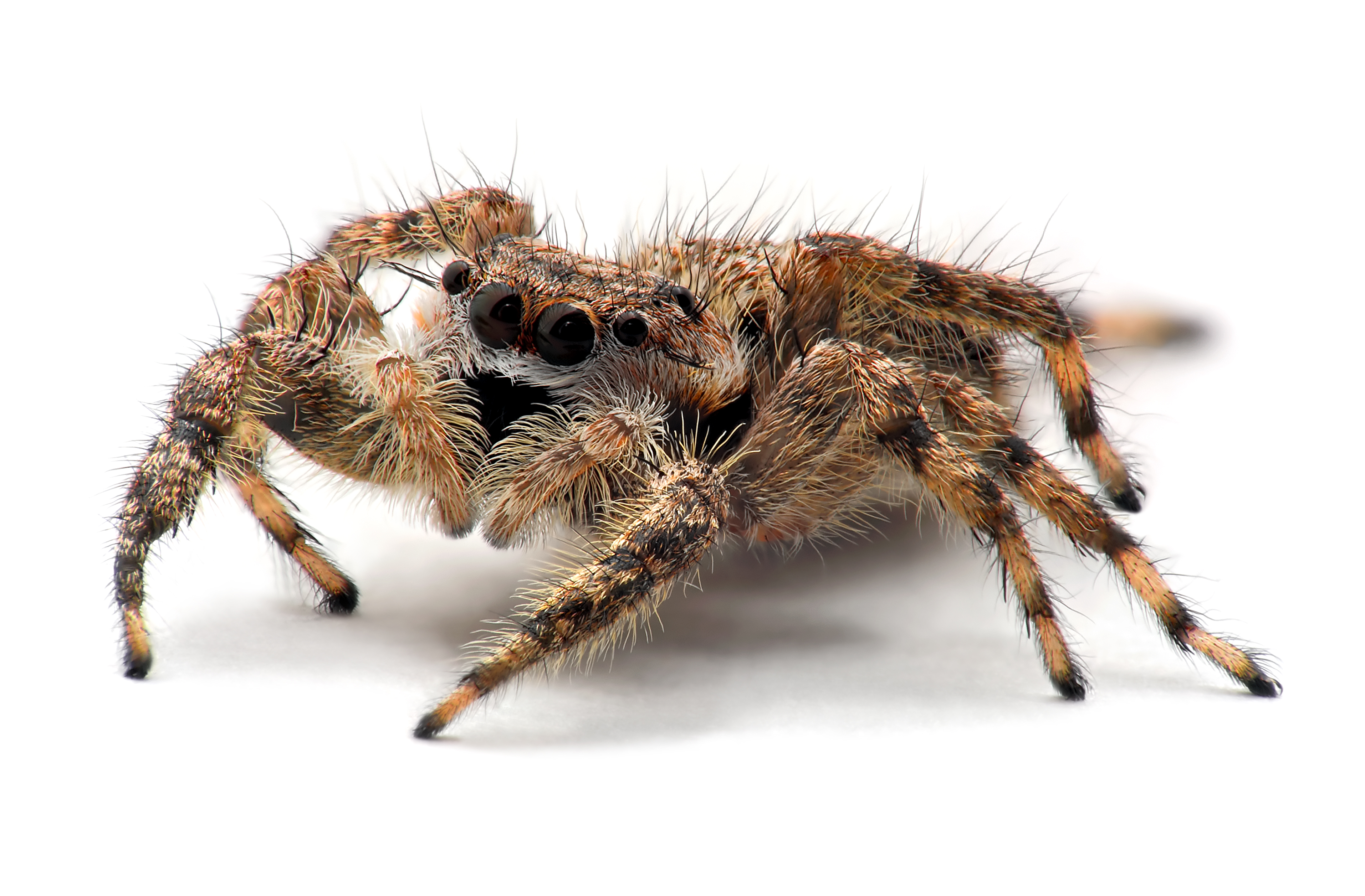 PlatycryptusUndatusFemale