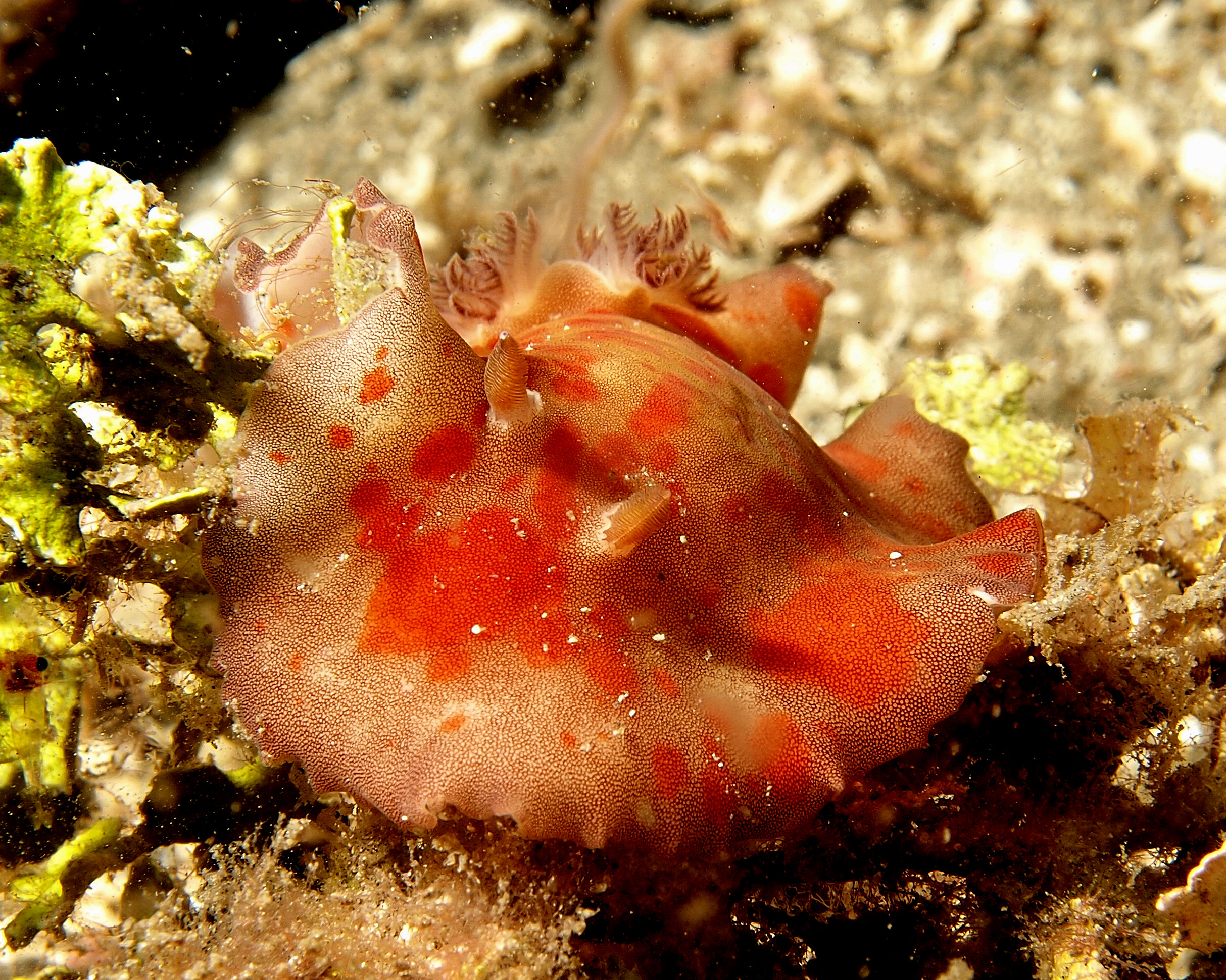 Platydoris cinerobranchiata (5386929538)