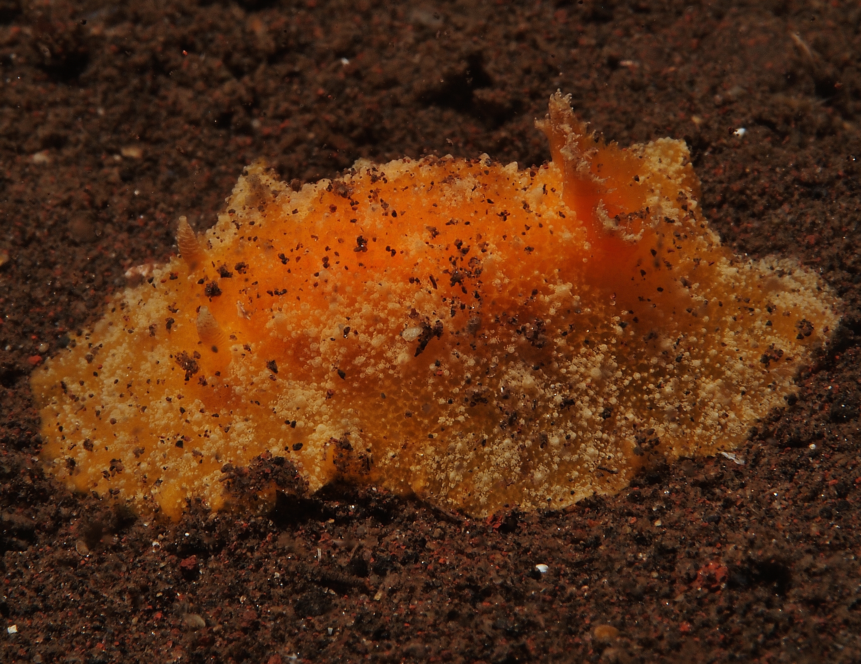 Platydoris sp (6847545431)