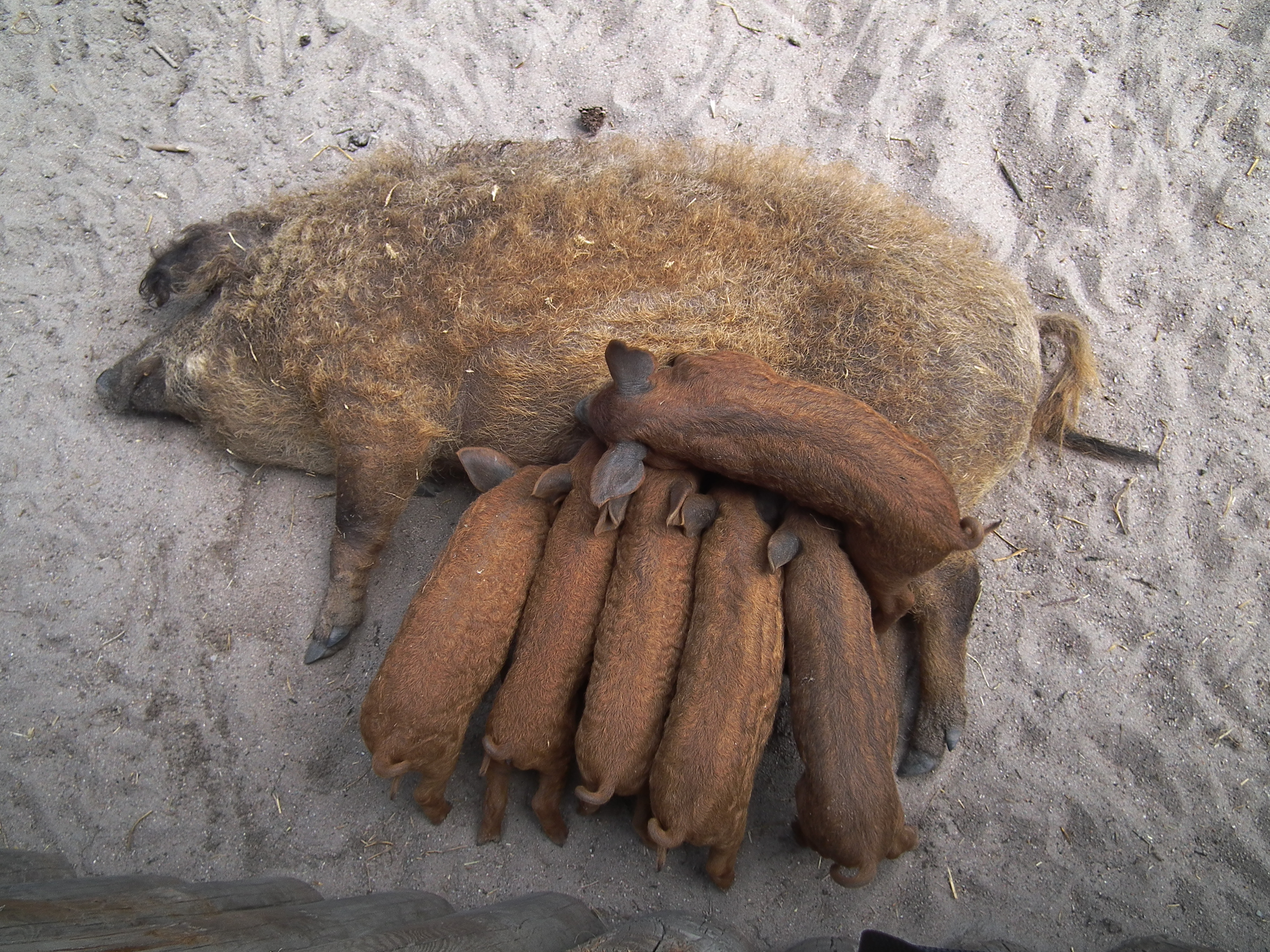 Platz da Mangalitza Ferkel