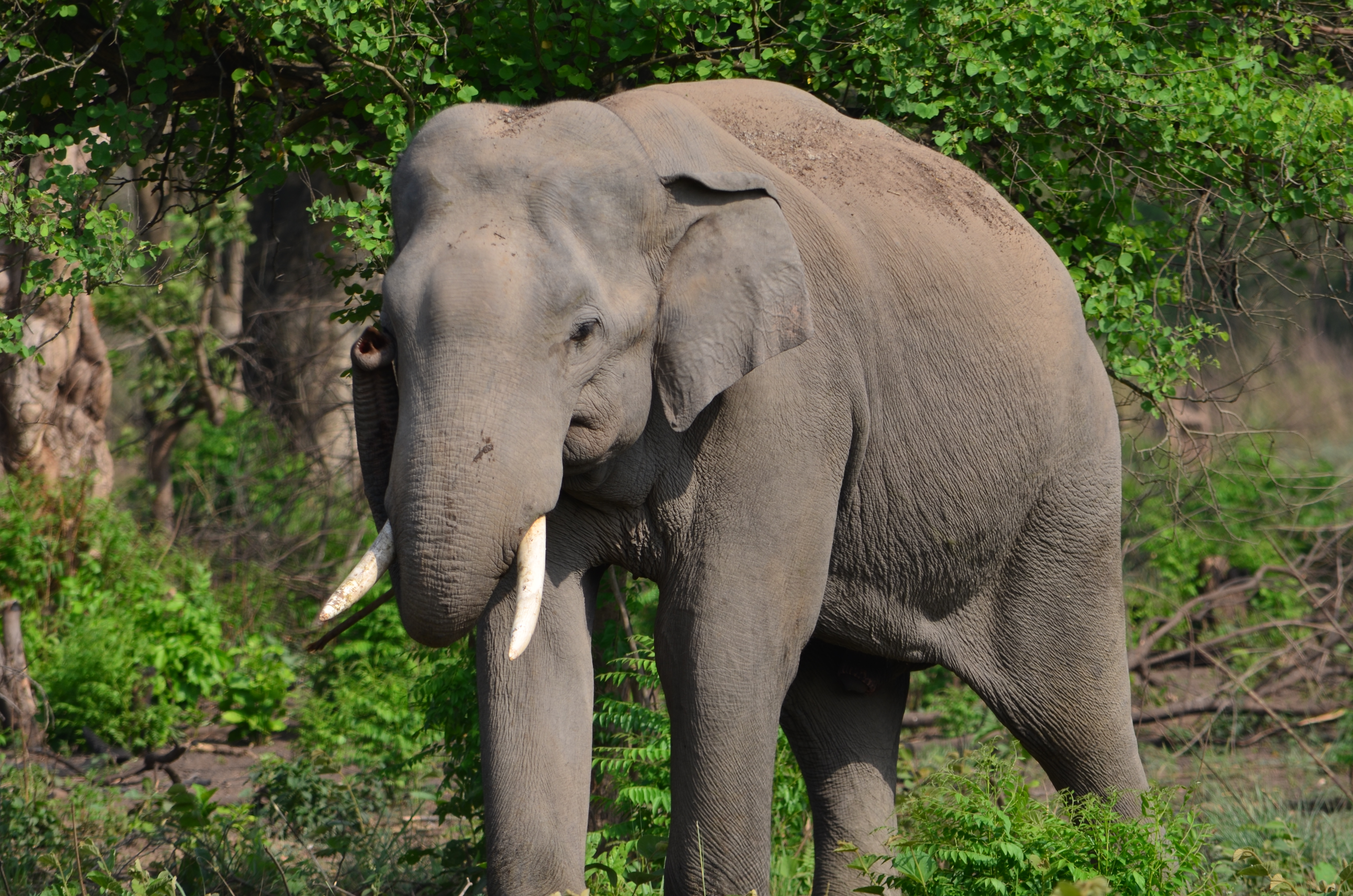 Playful lone tusker
